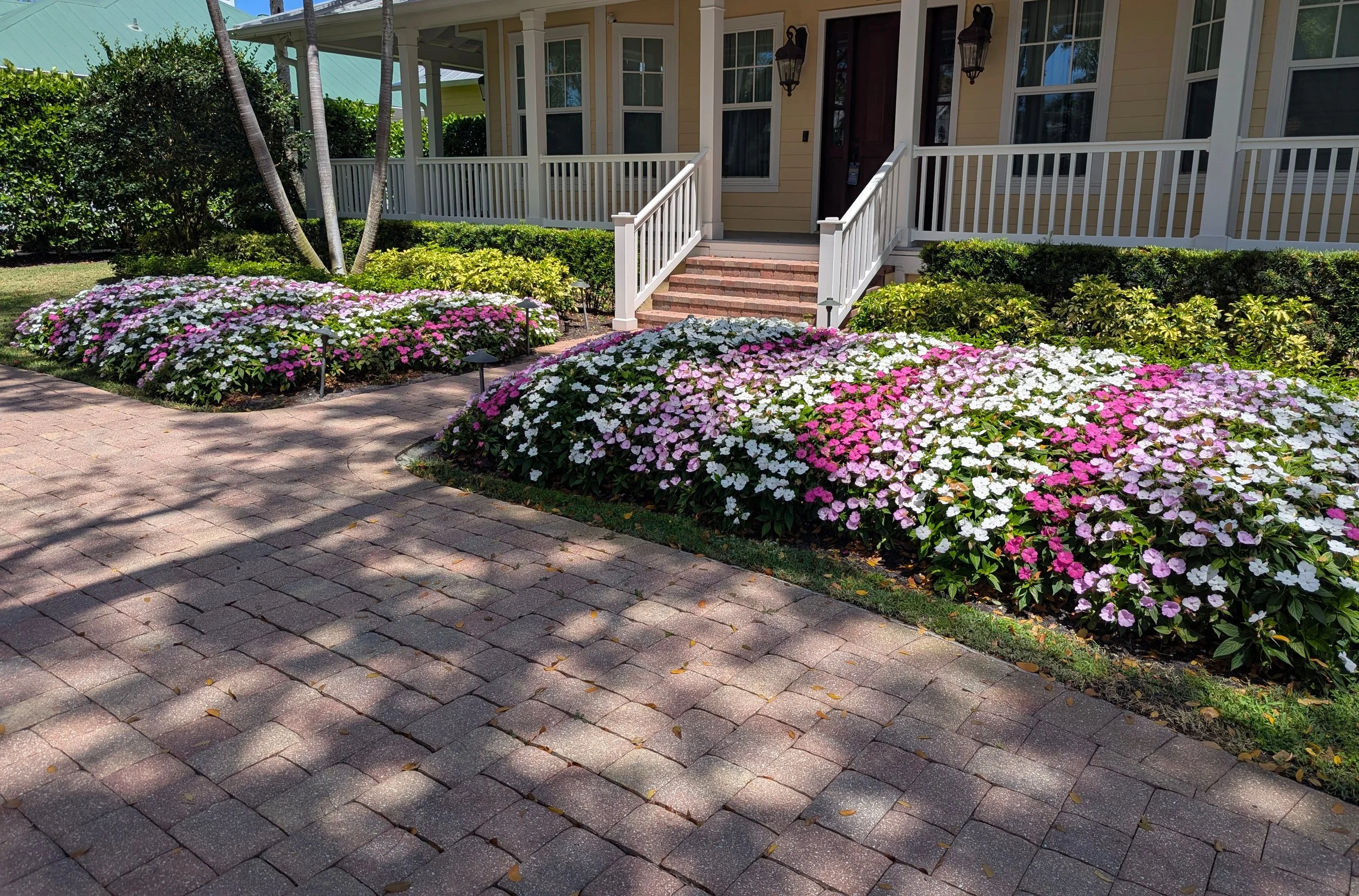 A bed of sunpatients in full bloom.