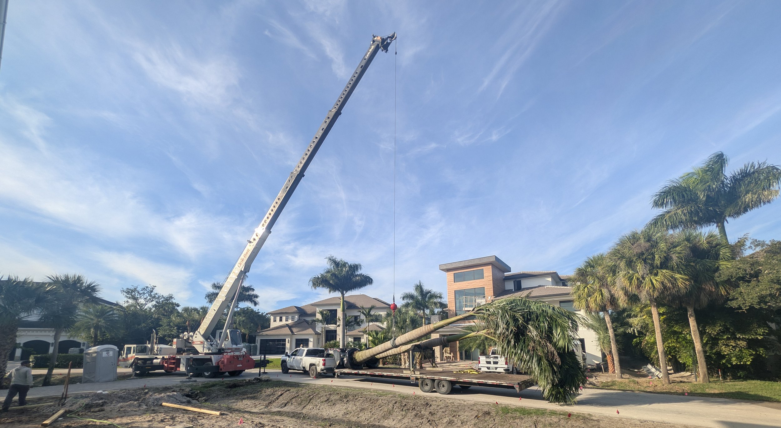 Planting a mature royal palm with a crane.