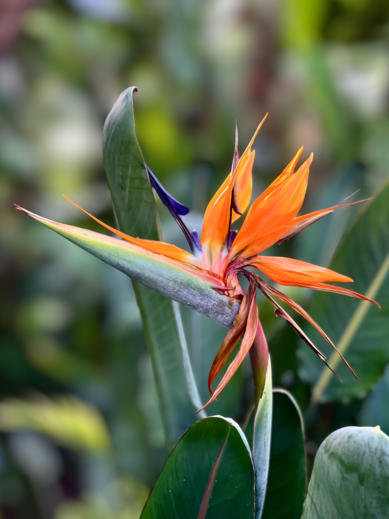 Orange bird of paradise bloom.