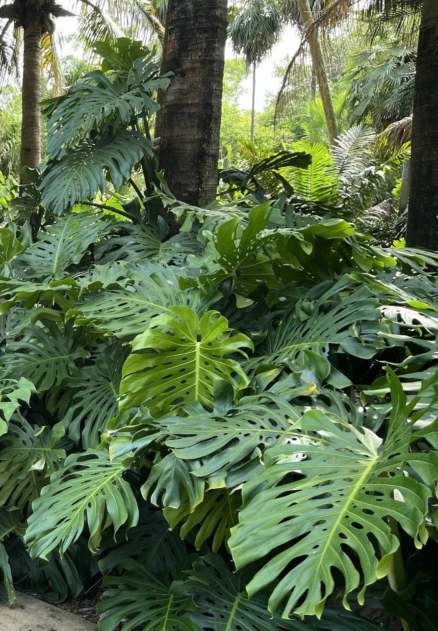 Lush green tropical plants and leaves, including large Monstera leaves with characteristic perforations, in a dense jungle setting.