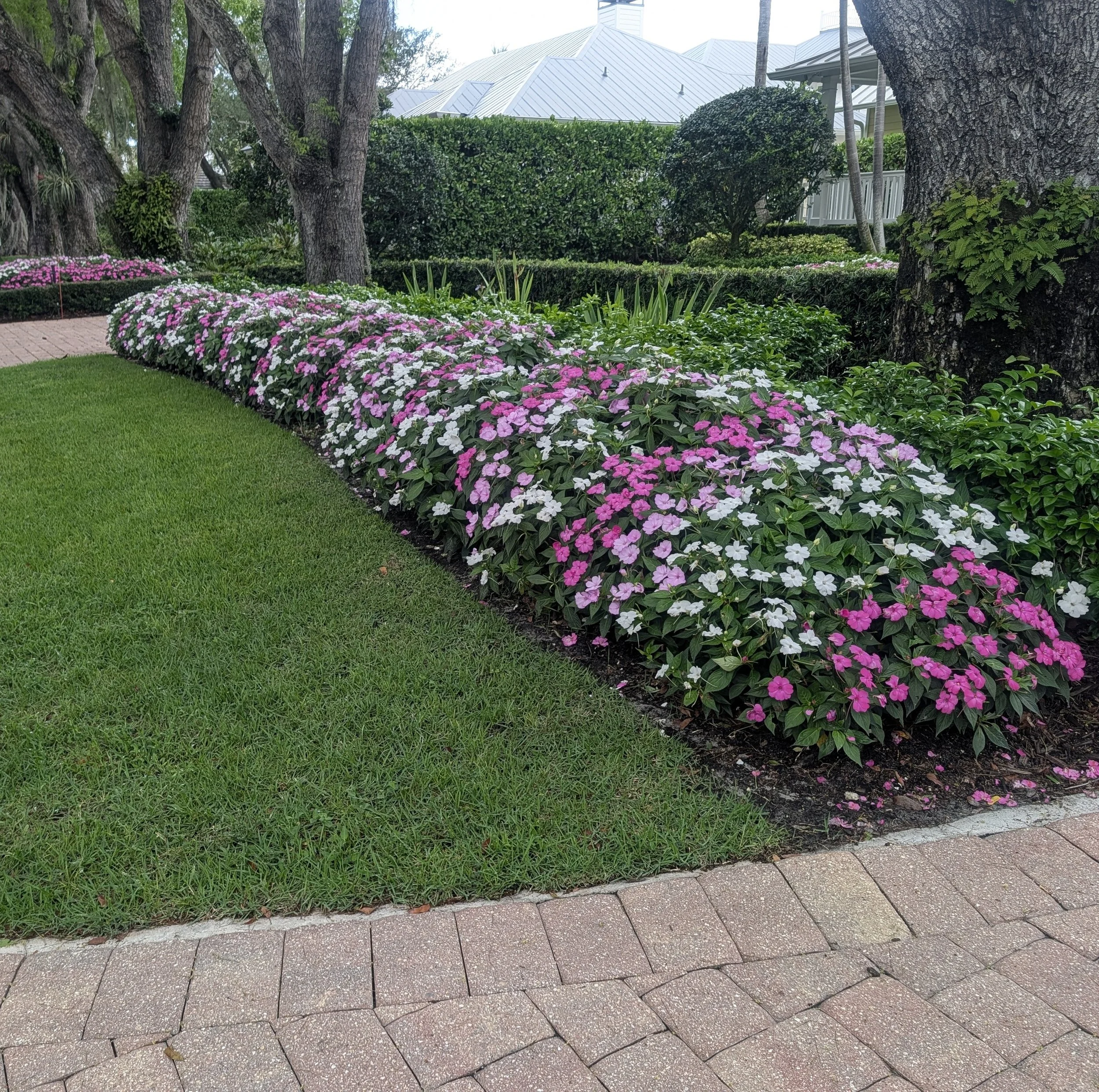 Colorful sunpatient flowers in bloom.