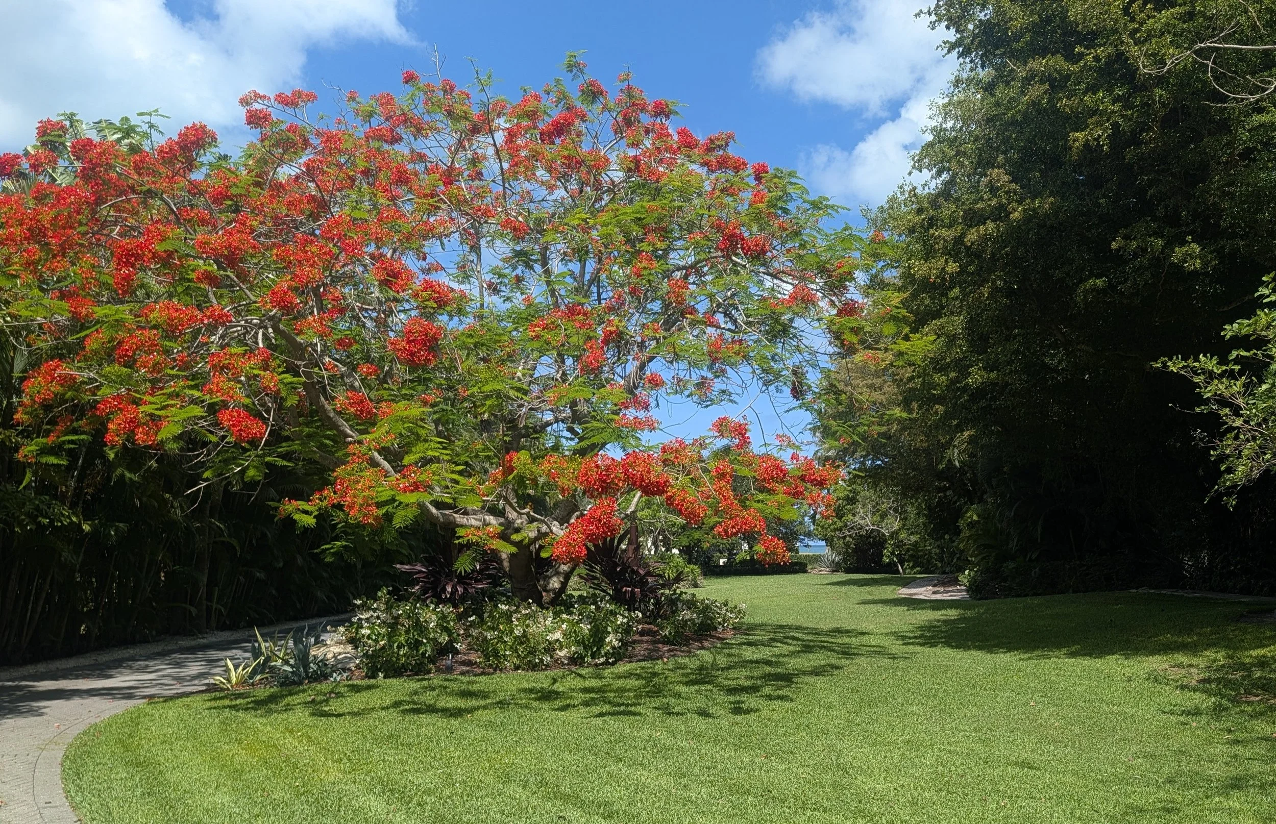 A royal poinciana tree in bloom.