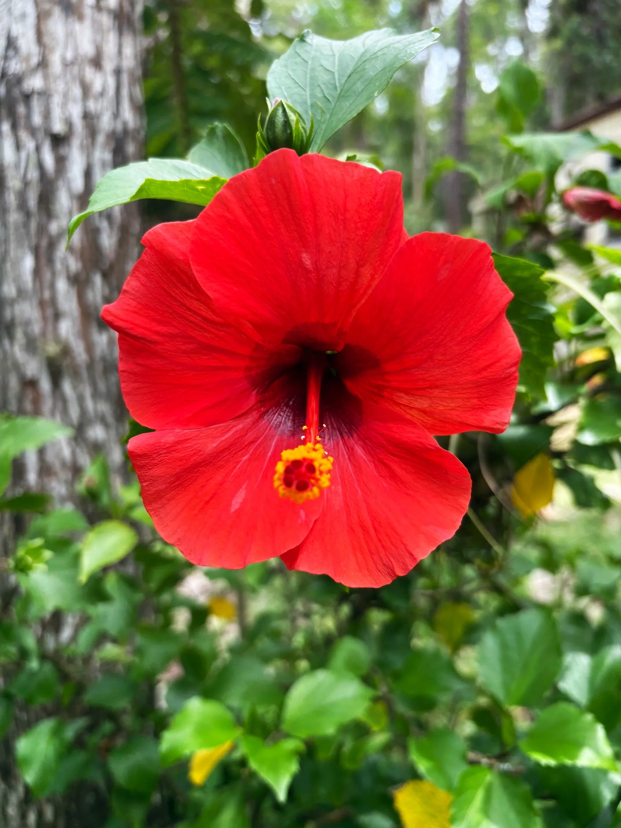 A red hibiscus flower.