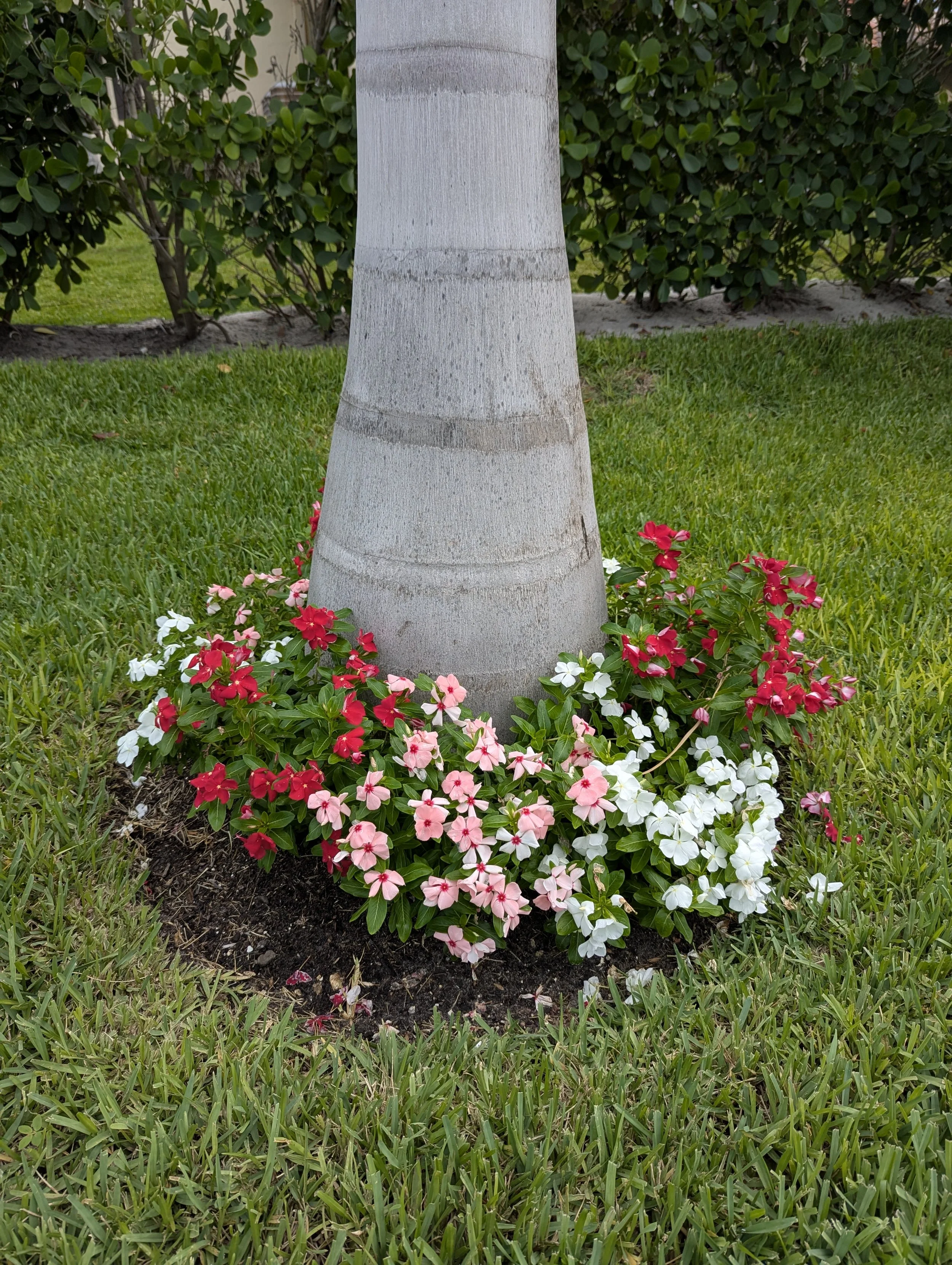 Vinca flowers surrounding a royal palm