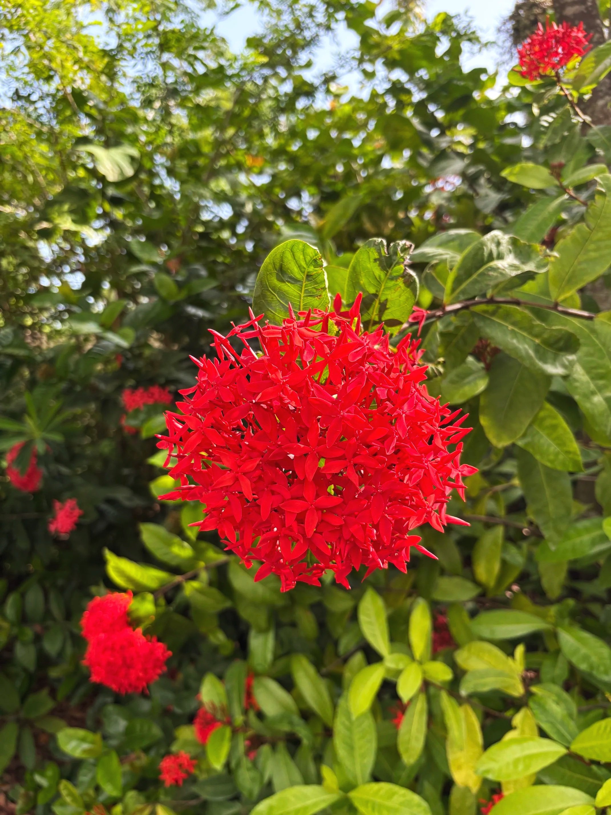 The red flower of a dwarf ixora.