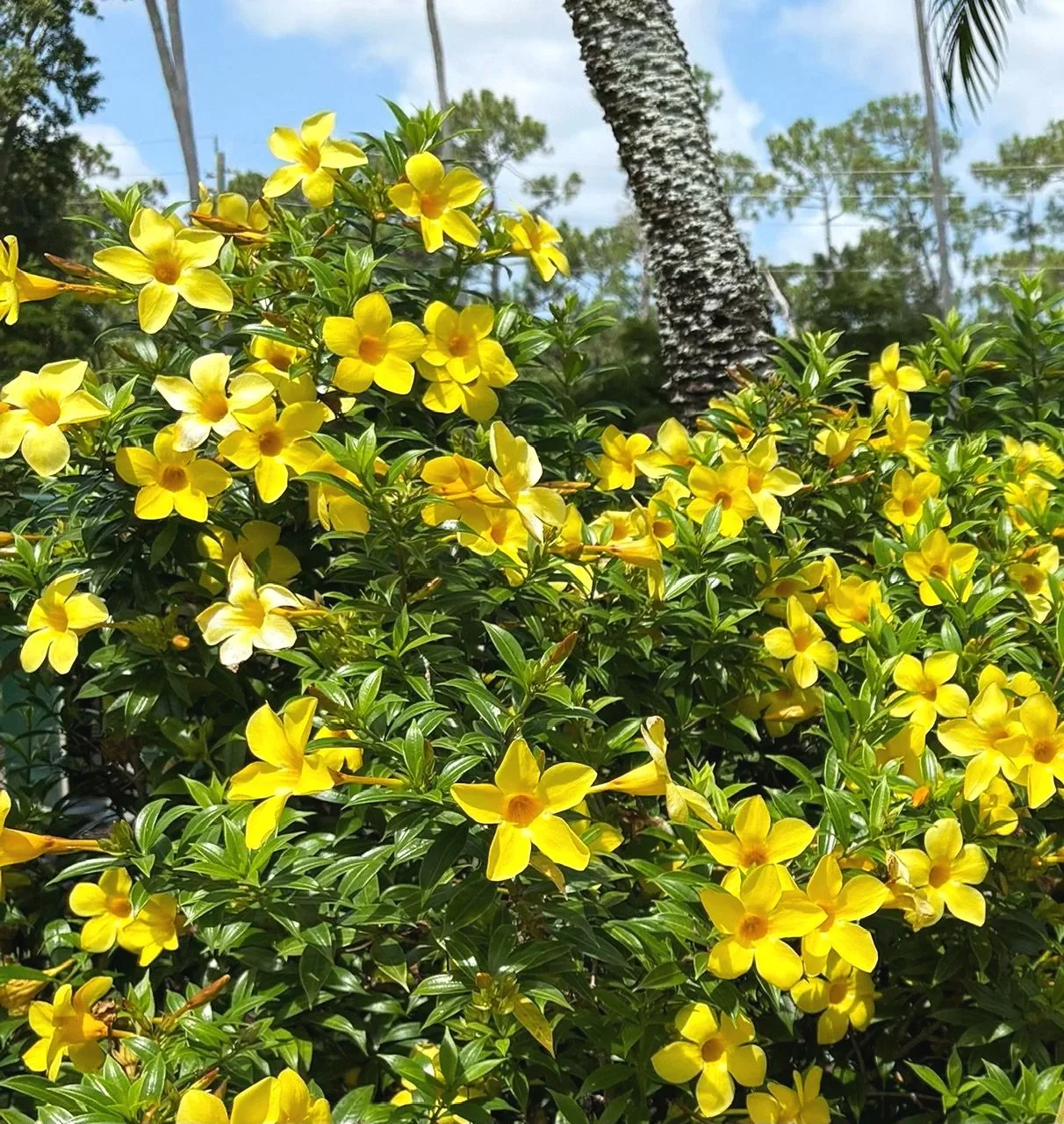 Bright yellow flowering plant with lush green leaves and a tall palm tree in the background under a partly cloudy sky.