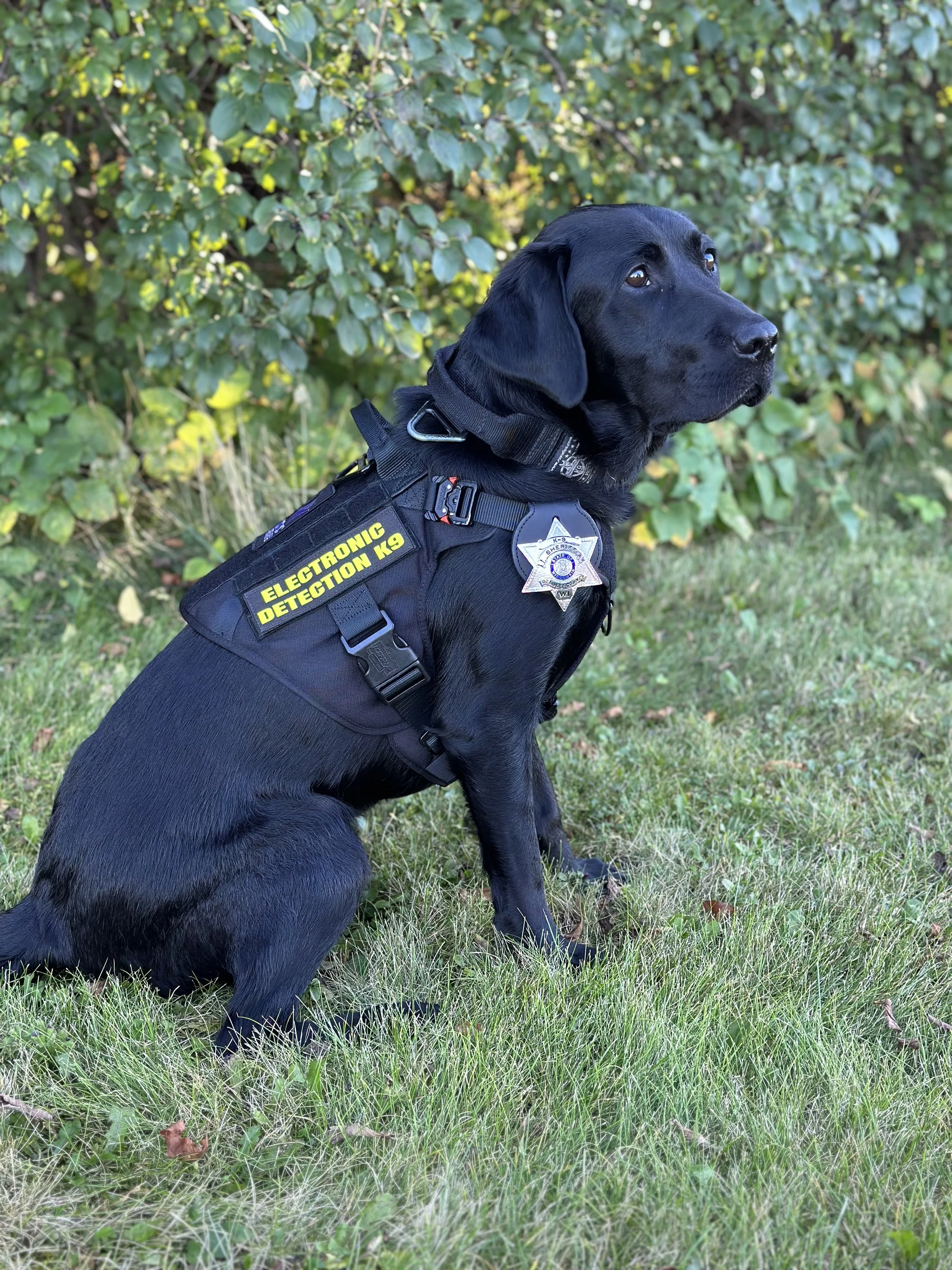 A black Labrador retriever police dog sitting on grass with a backdrop of bushes. The dog is wearing a harness that reads 'ELECTRONIC DETECTION KS' and has a police badge attached to it, indicating it's a working detection dog.