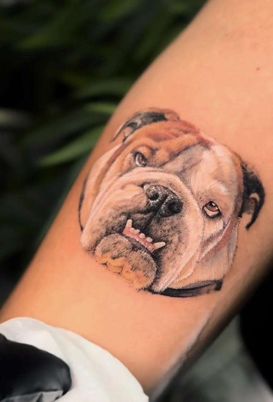 tatuaje microrealismo perro realizado en purezas tattoo gandía