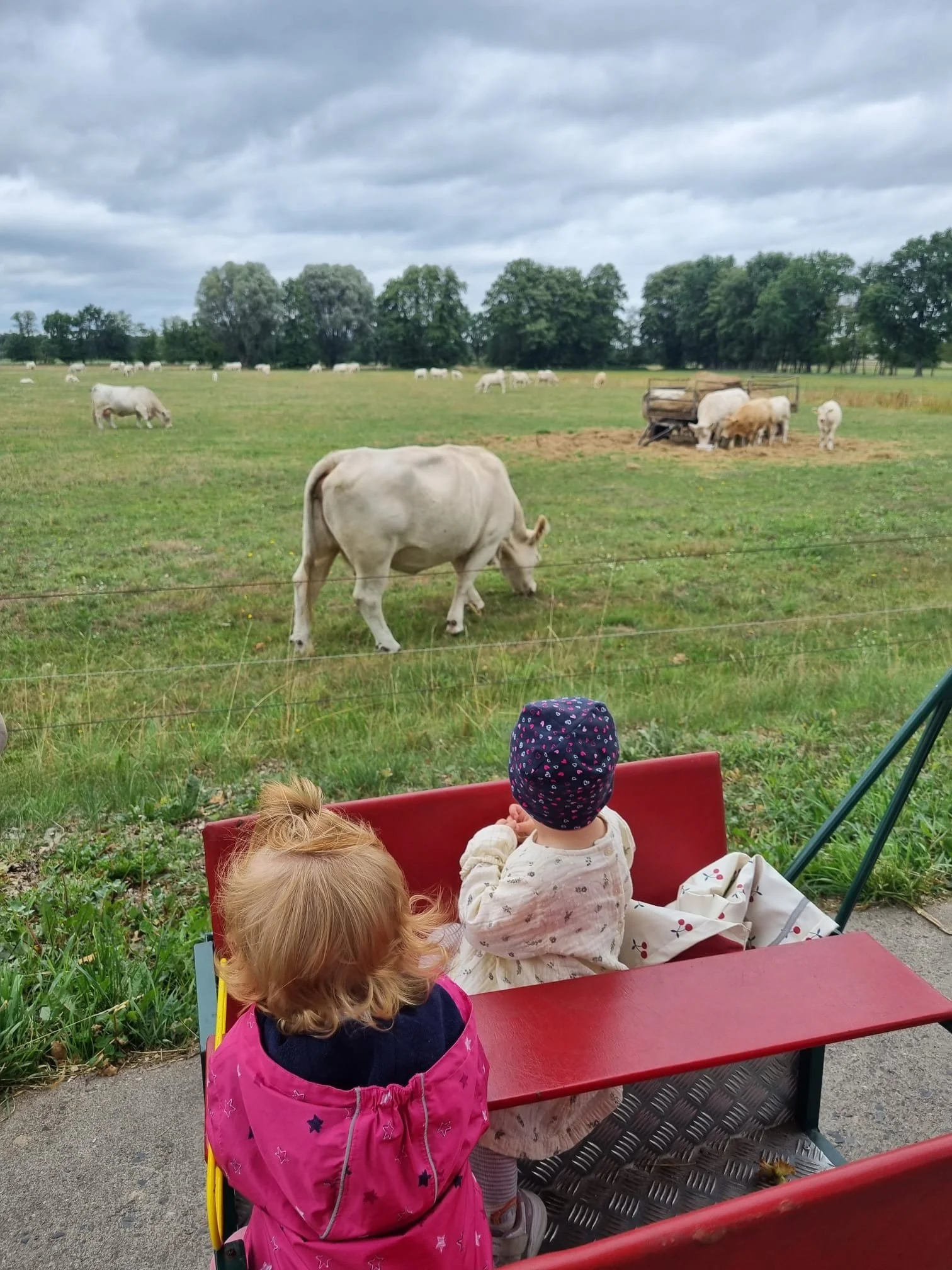 Kinder sitzen auf einer Bank und beobachten weiße Kühe, die auf einer Wiese grasen, bei bewölktem Himmel.