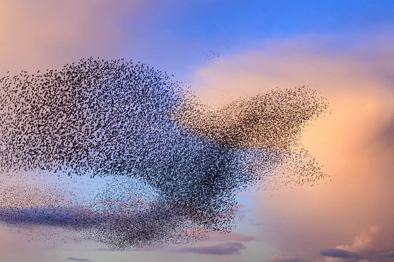 A large flock of starlings acting as a metaphor for leaders unleashing their potential.