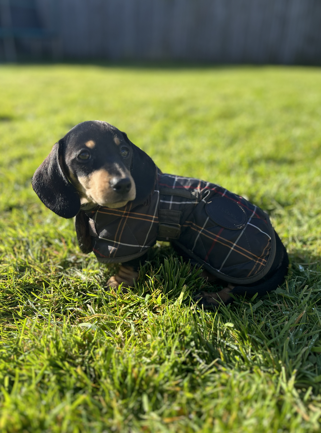 Littlemoor Farm Kennels & Cattery Douglas Puppy on green grass field wearing Barbour jacket
