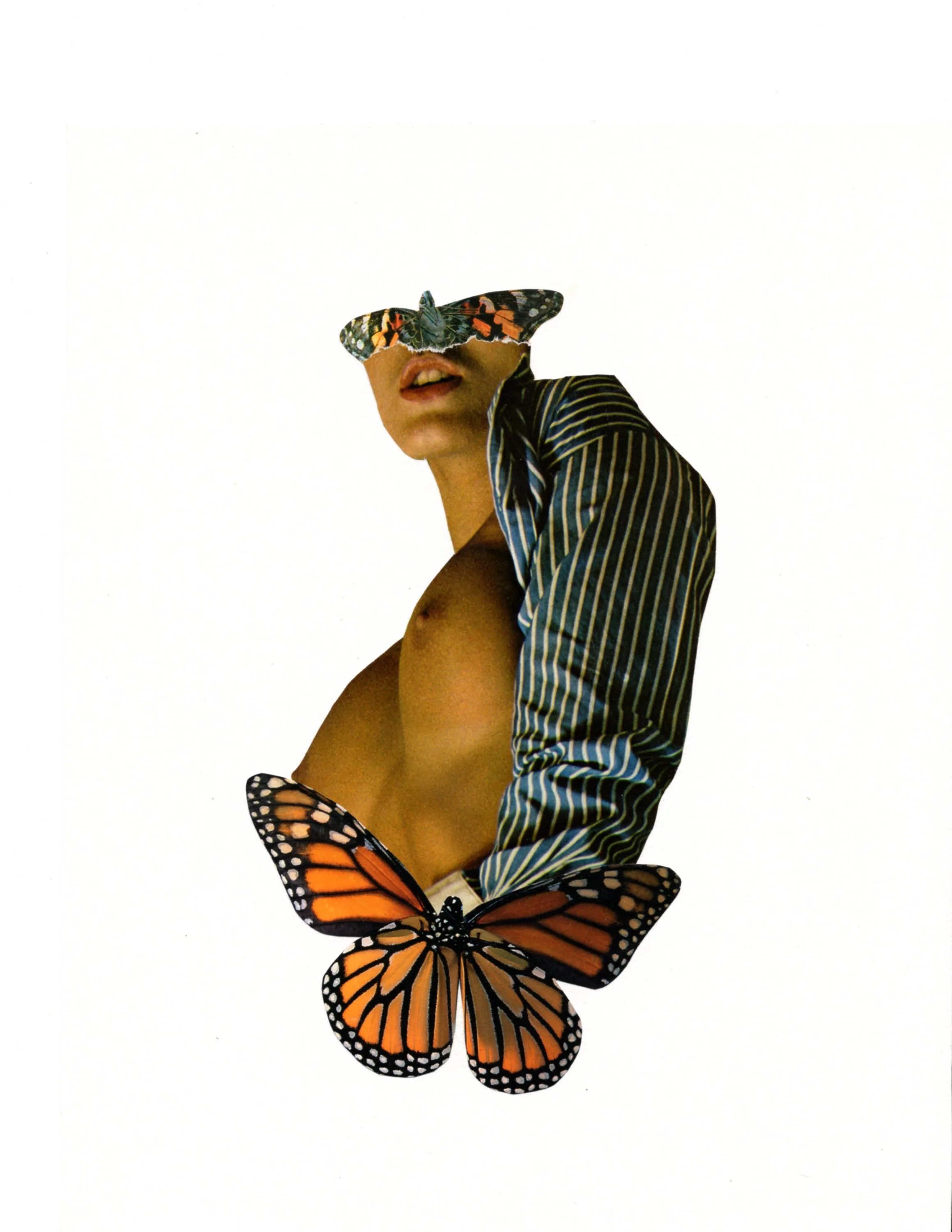 Conspicuous Butterfly