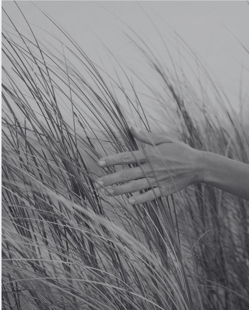 Main effleurant les hautes herbes, photo noir et blanc