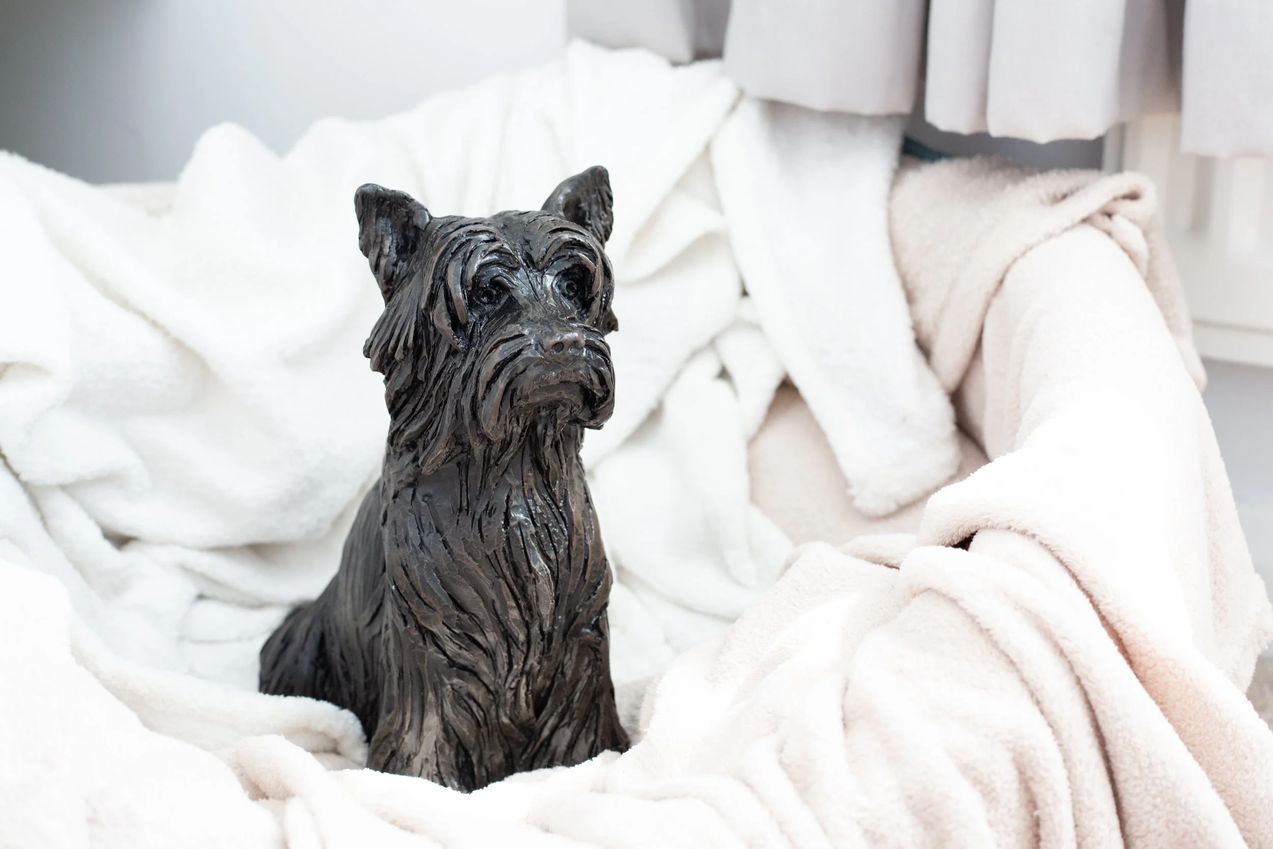 Yorkshire-Terrier-12.jpg