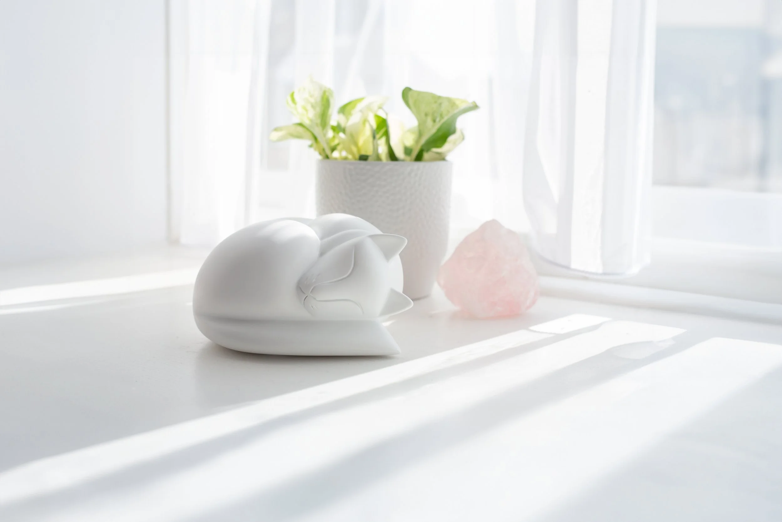 Sleeping-Cat-White-04-Edit.jpg