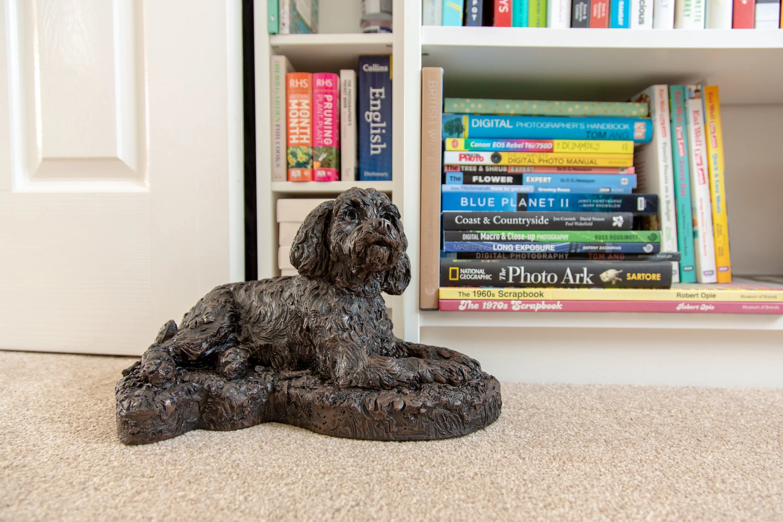 Cockapoo-15.jpg