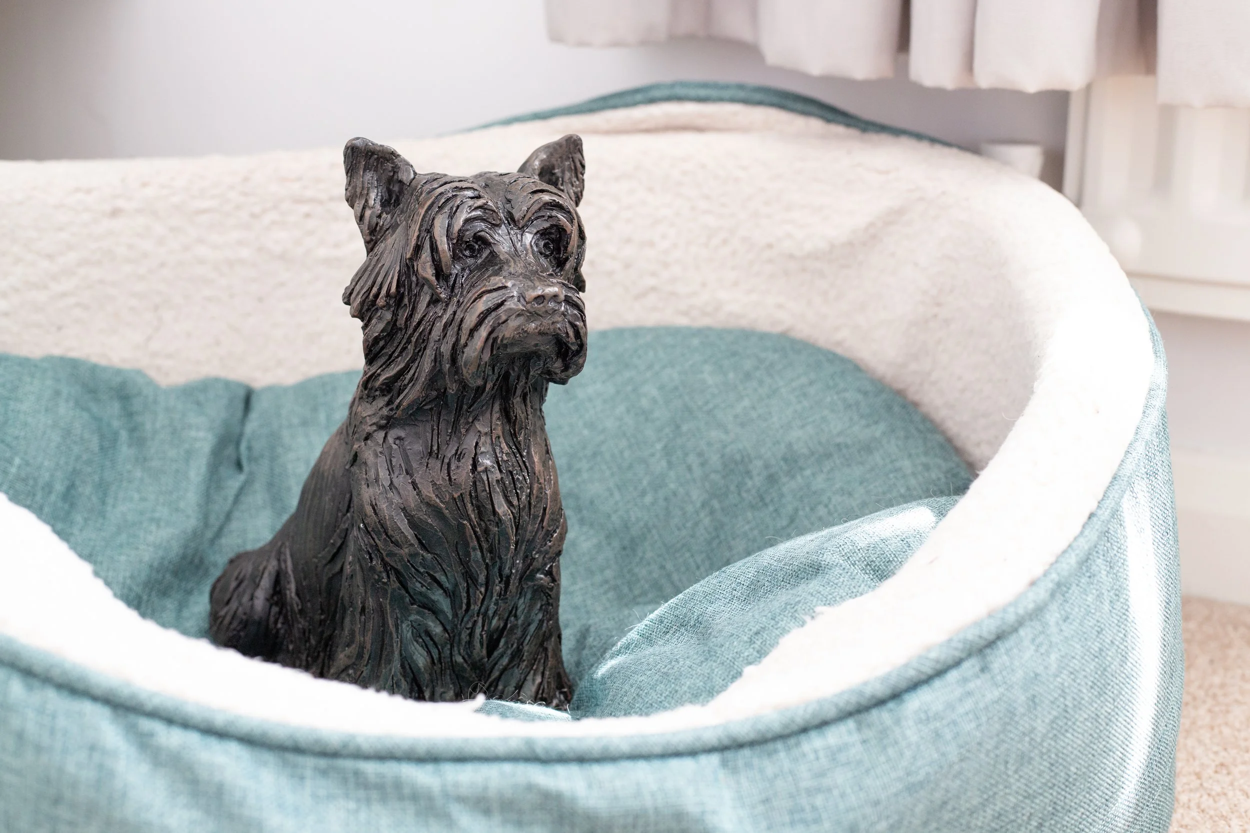 Yorkshire-Terrier-11.jpg