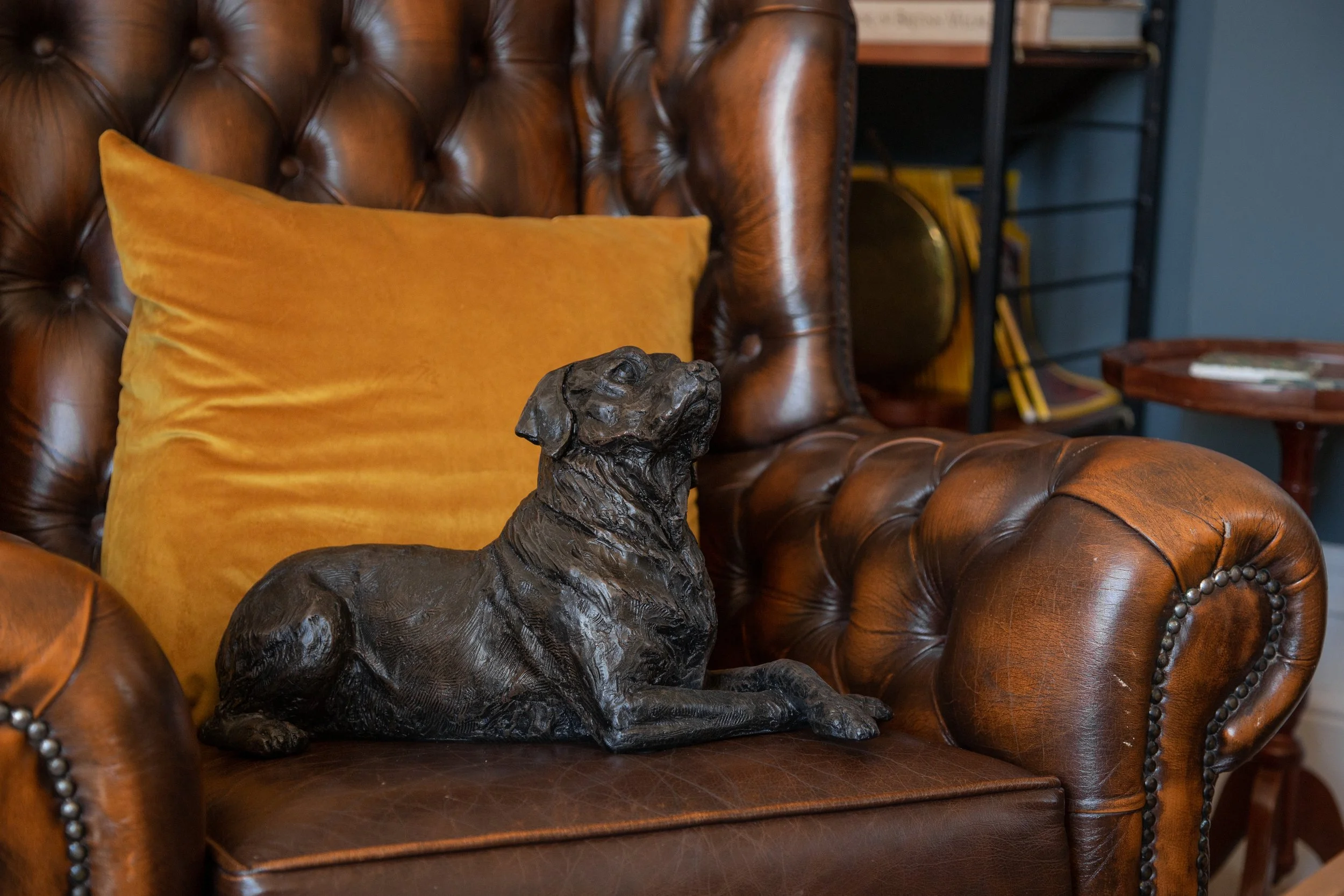 Labrador-01.jpg