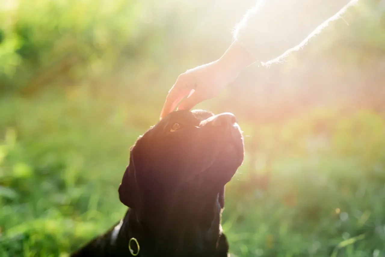A black dog being petted on the head by a person outdoors in sunlight with blurred green background.