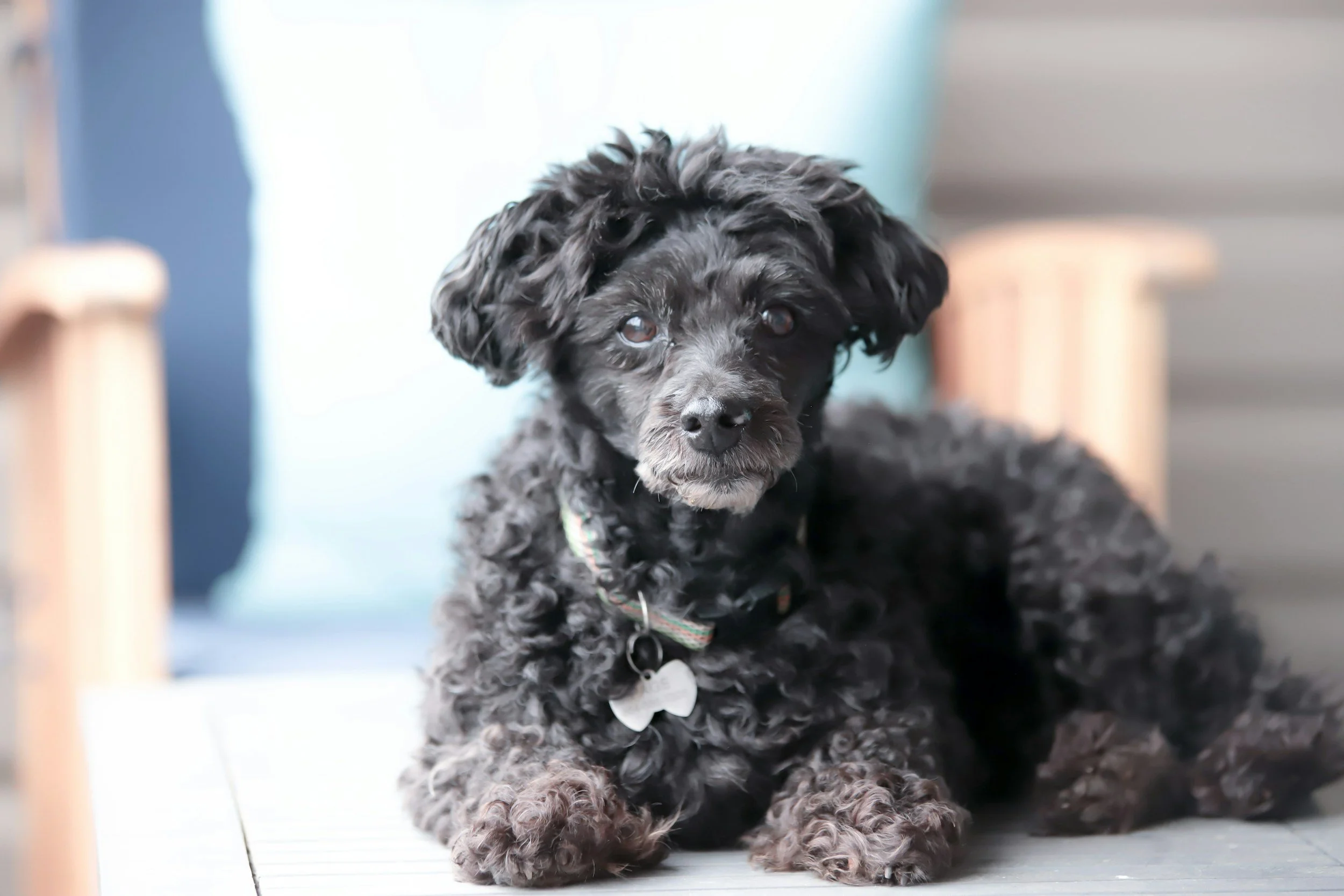 Black curly-haired puppy sitting on a wooden floor, looking at the camera.