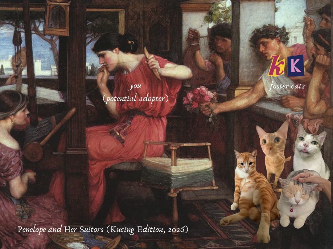 the odyssey (2026) kucing edition. we&rsquo;ve celebrated 3 adoptions in july alone 🎉  but for our other cats, the journey continues.. 

help them find their way home! meet and greets are free - just DM us :) check out our 📌 highlights to meet who&