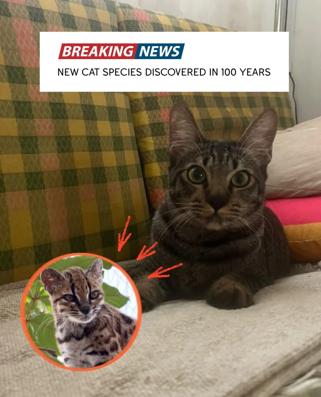 joja&rsquo;s resemblance is uncanny if you ask us 👀 joja is at our wangsa maju foster home and is up for adoption!

5 months old, male, fully vaccinated &amp; neutered
loves to play but easily distracted..
very cuddly!