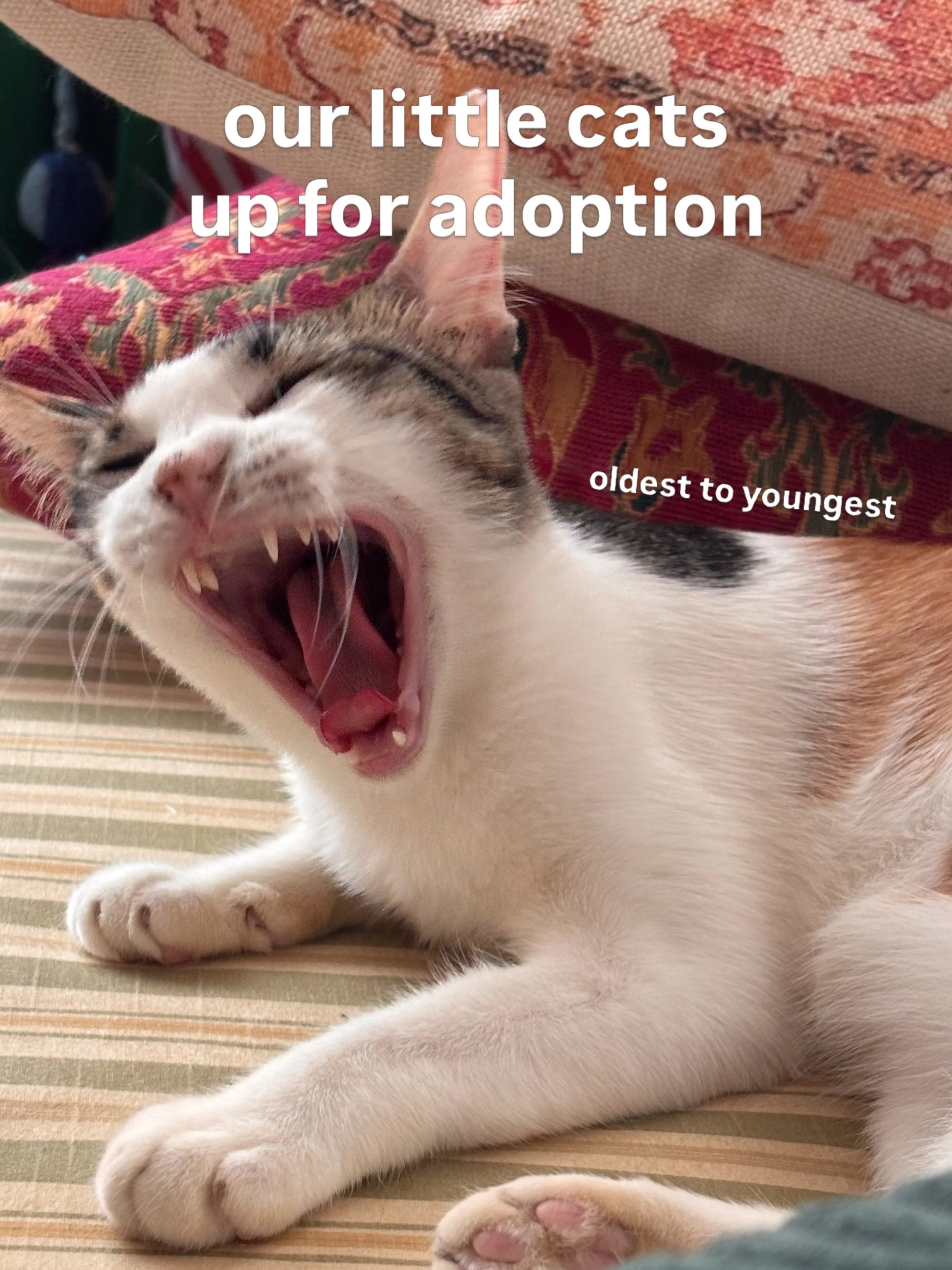instead of a kitten, maybe consider our little cats but big personalities? 💟 you might have met them at KK before &mdash; they&rsquo;re all still up for adoption! 

DM for inquiries or to schedule a free meet &amp; greet.
we charge an adoption fee o