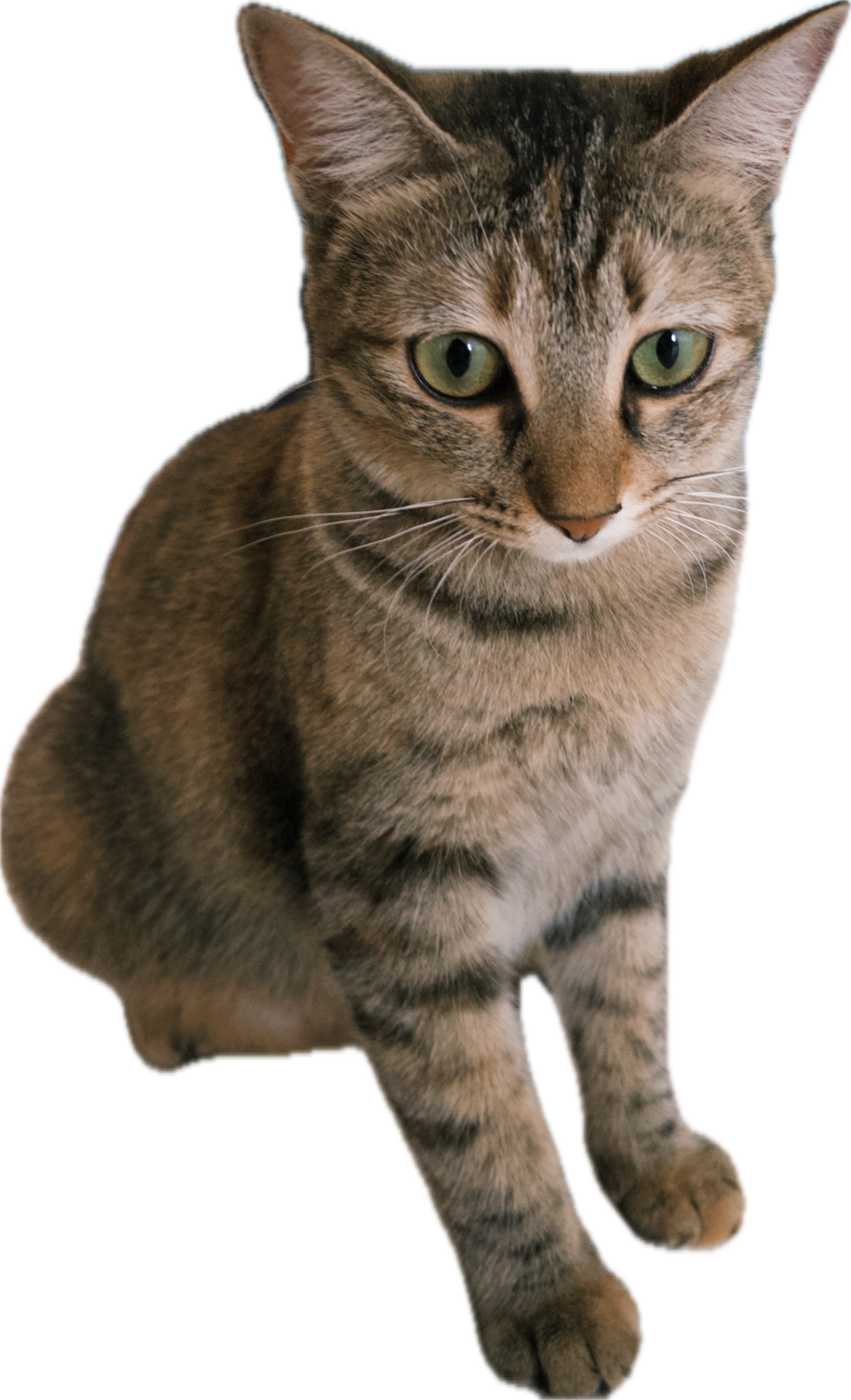 A close-up of a domestic short-haired tabby cat with green eyes and light brown and black fur, sitting and looking slightly to the right.