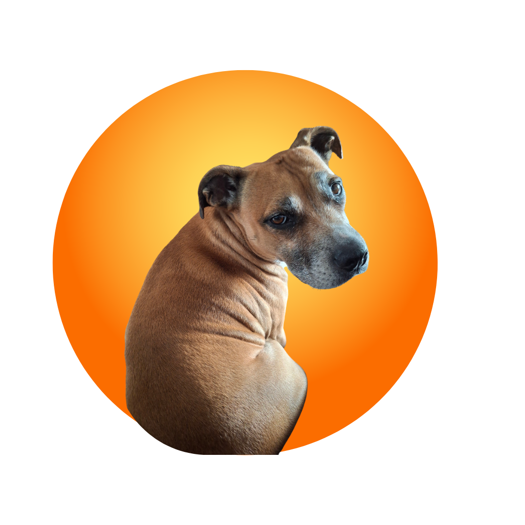 A mixed-breed dog with a brown coat and black markings on its face, looking back over its shoulder, in front of a circular orange background.