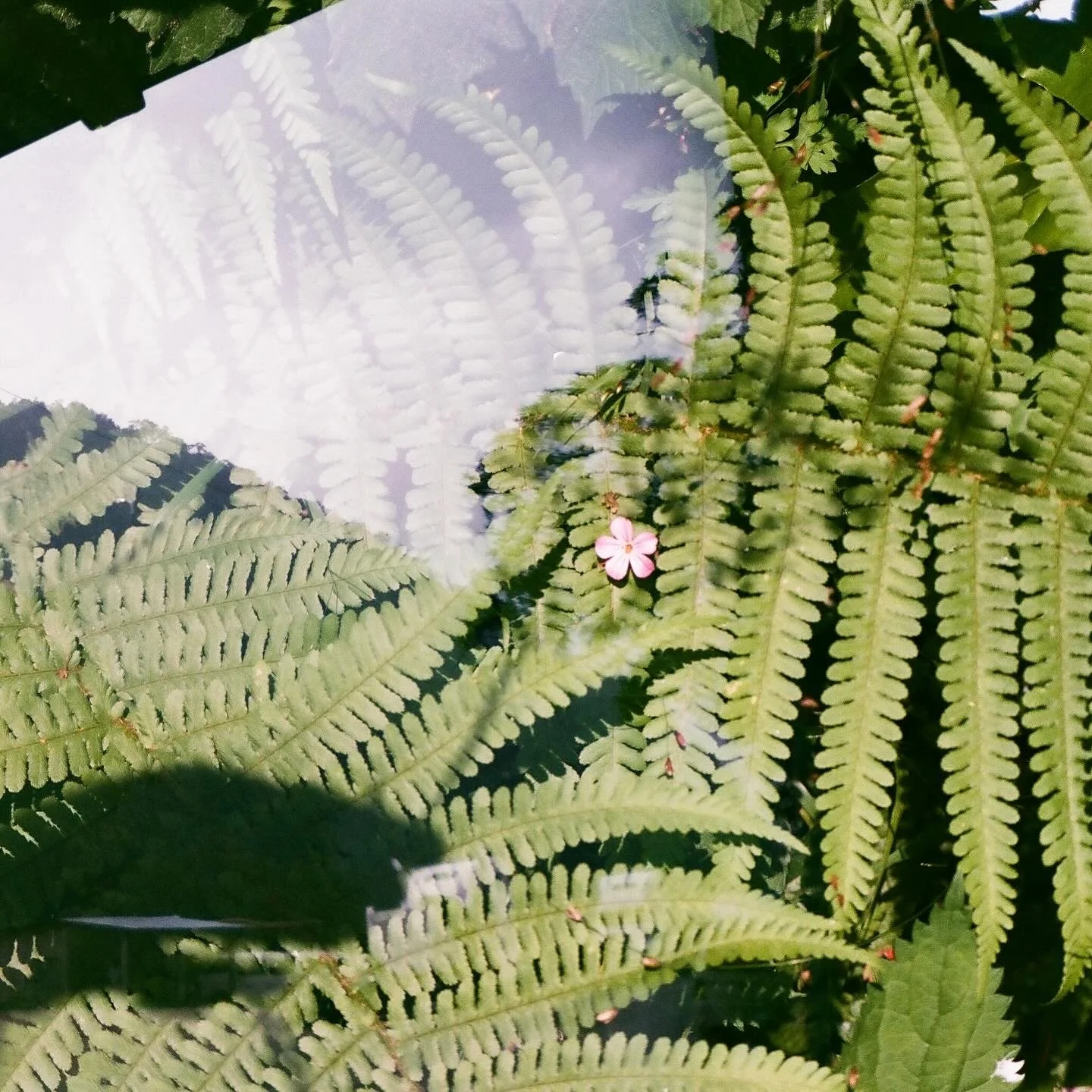 Green fern leaves with a small pink flower in the center, and a reflection of clouds and sky on a shiny surface.