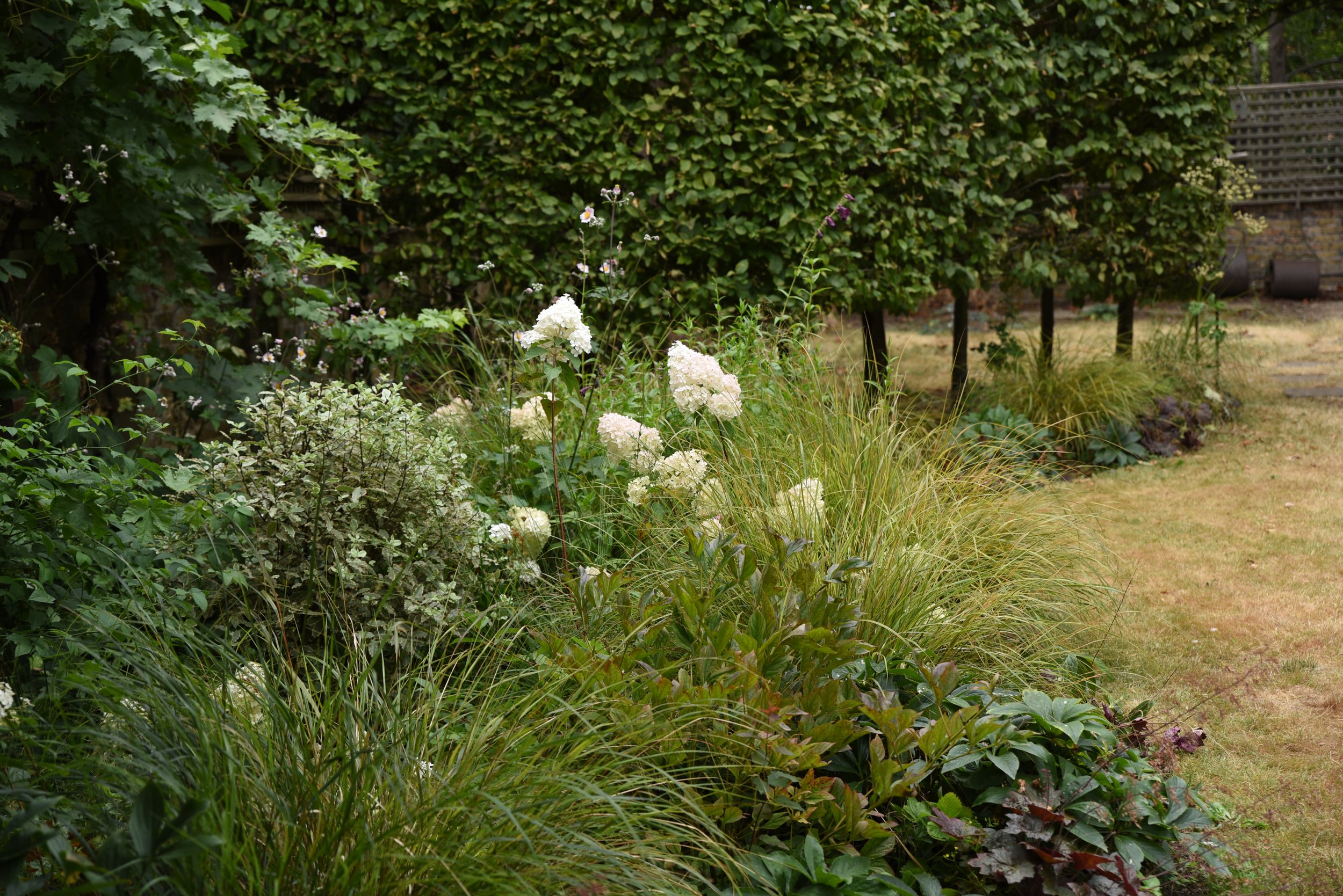 A garden with various green plants, white flowers, and a hedge in the background.