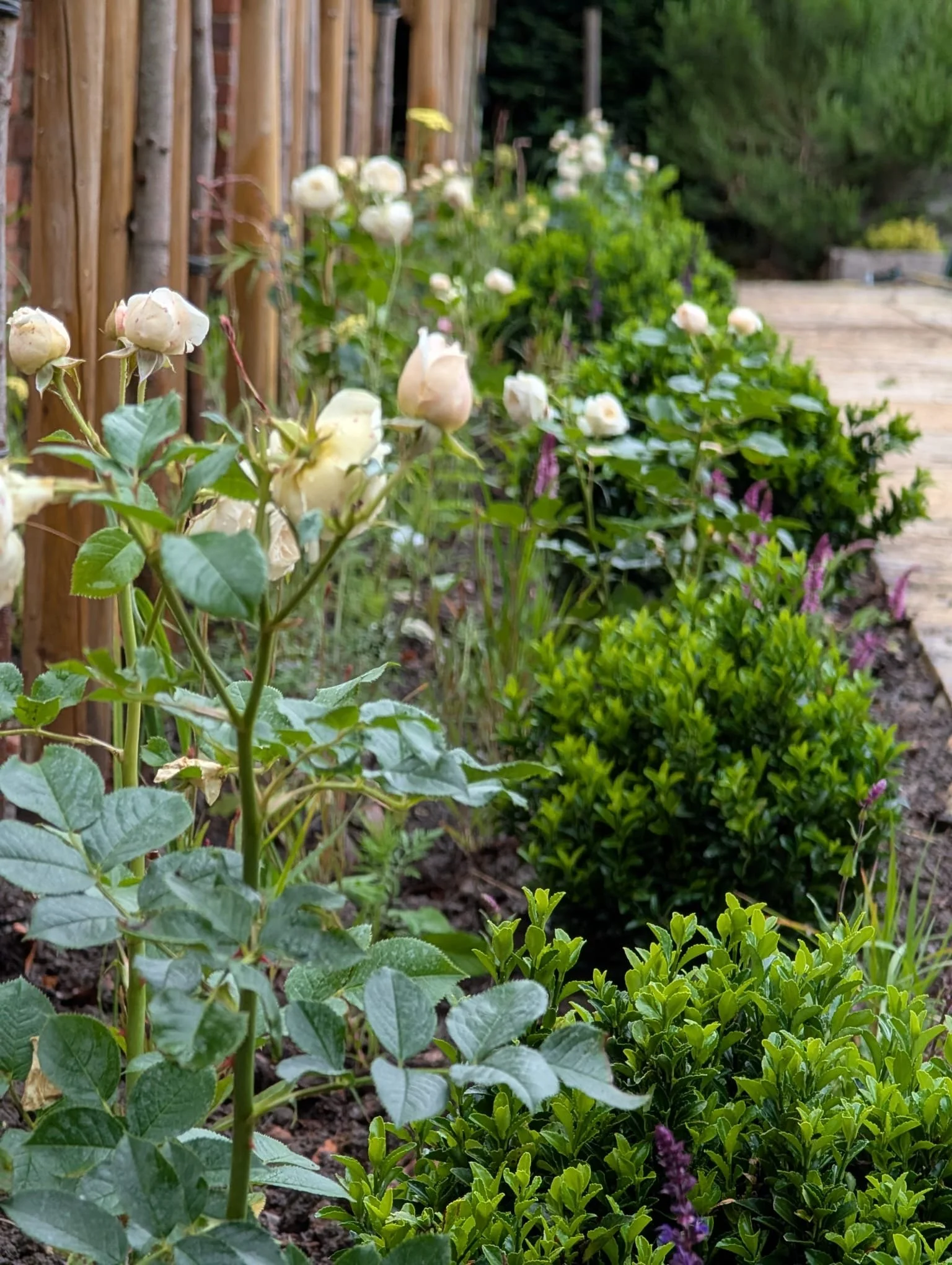 A garden with white roses and green bushes along a wooden pathway, bordered by a wooden fence and some trees in the background.