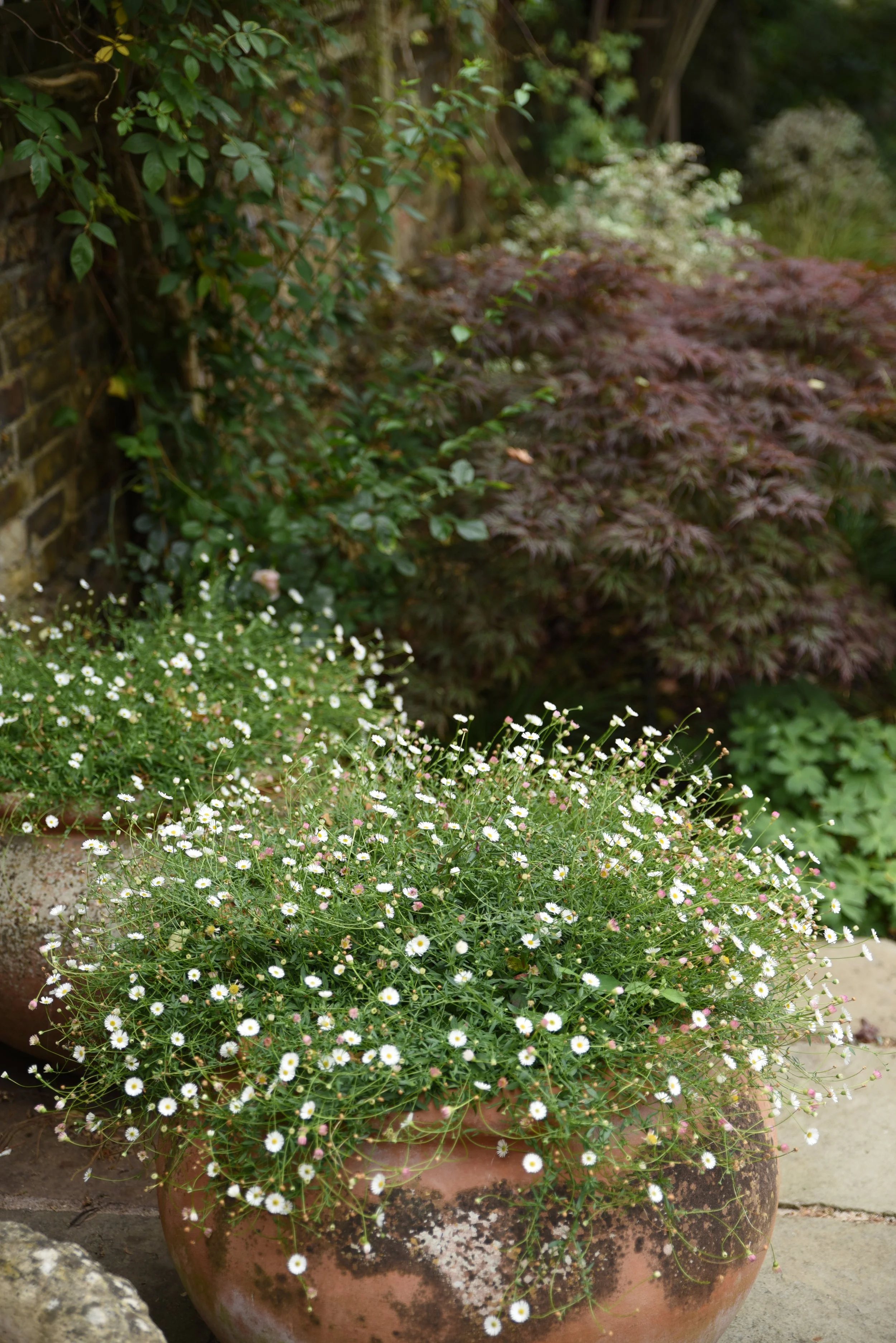 A large clay pot filled with small white daisies and pink buds, situated outdoors on a paved surface with surrounding greenery.