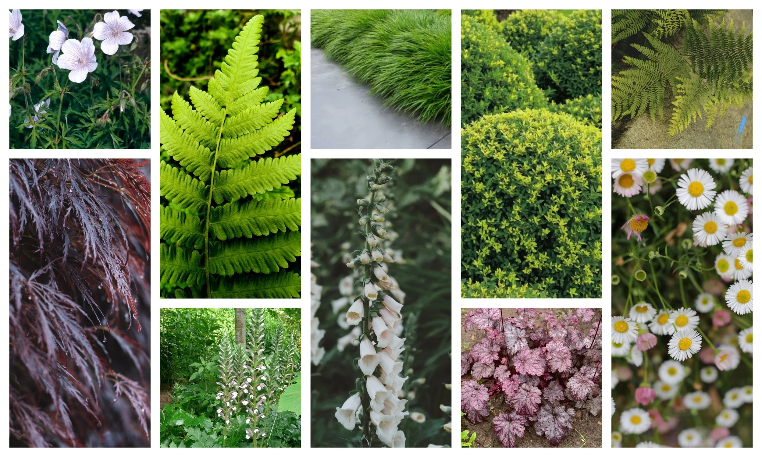A collage of various plants, including flowers, ferns, shrubs, and grasses.