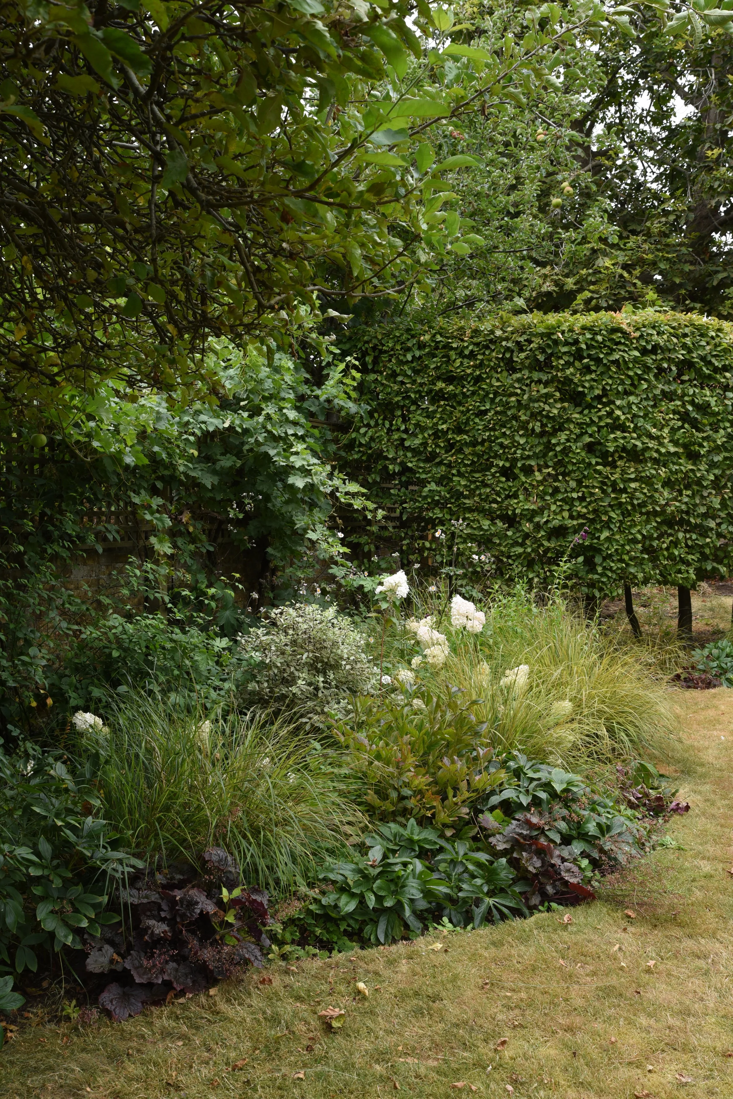 A lush garden with various green plants, a hedge, and several trees, including an apple tree with some apples visible, in a backyard setting.