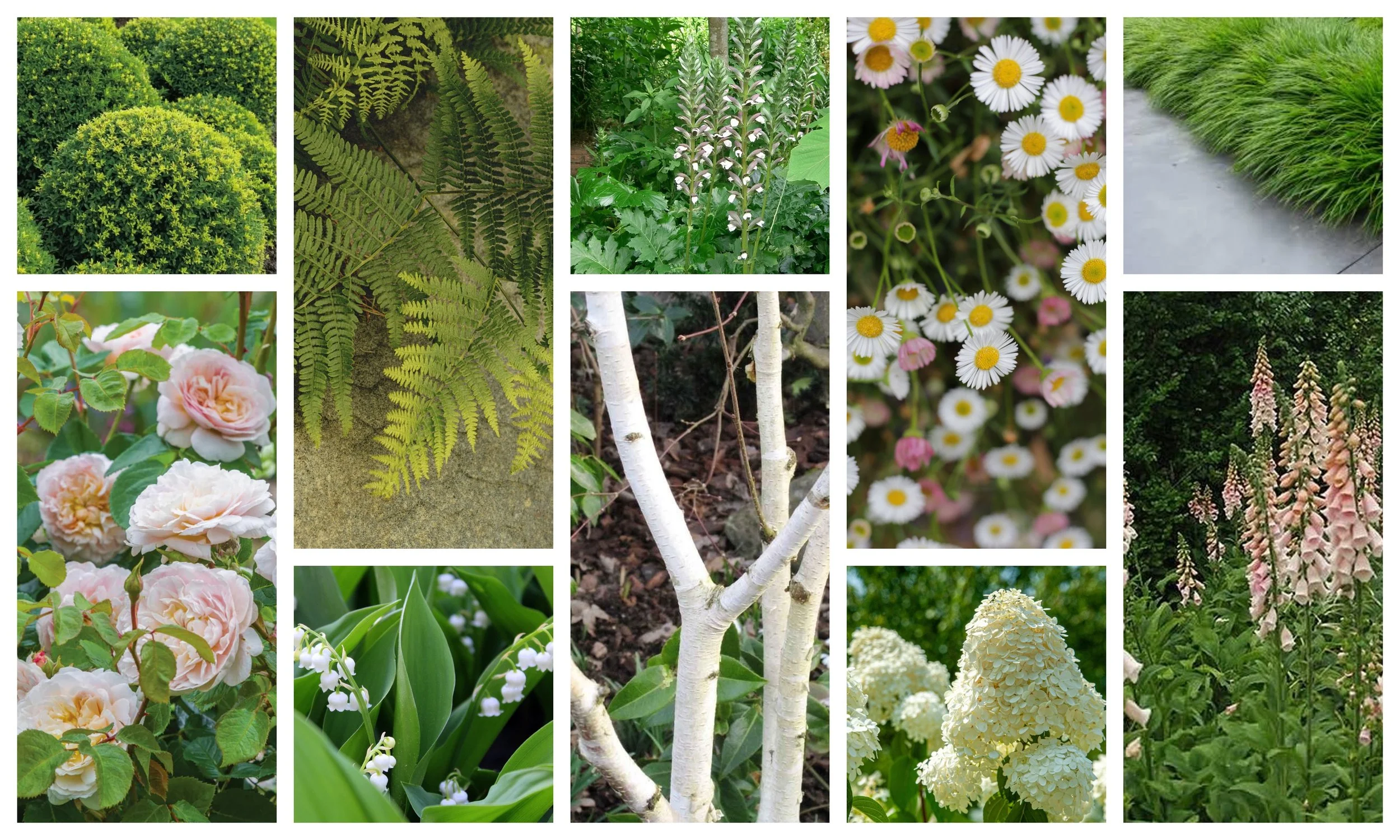 A collage of garden plants including bushes, ferns, flowering plants, trees, and ground cover plants.