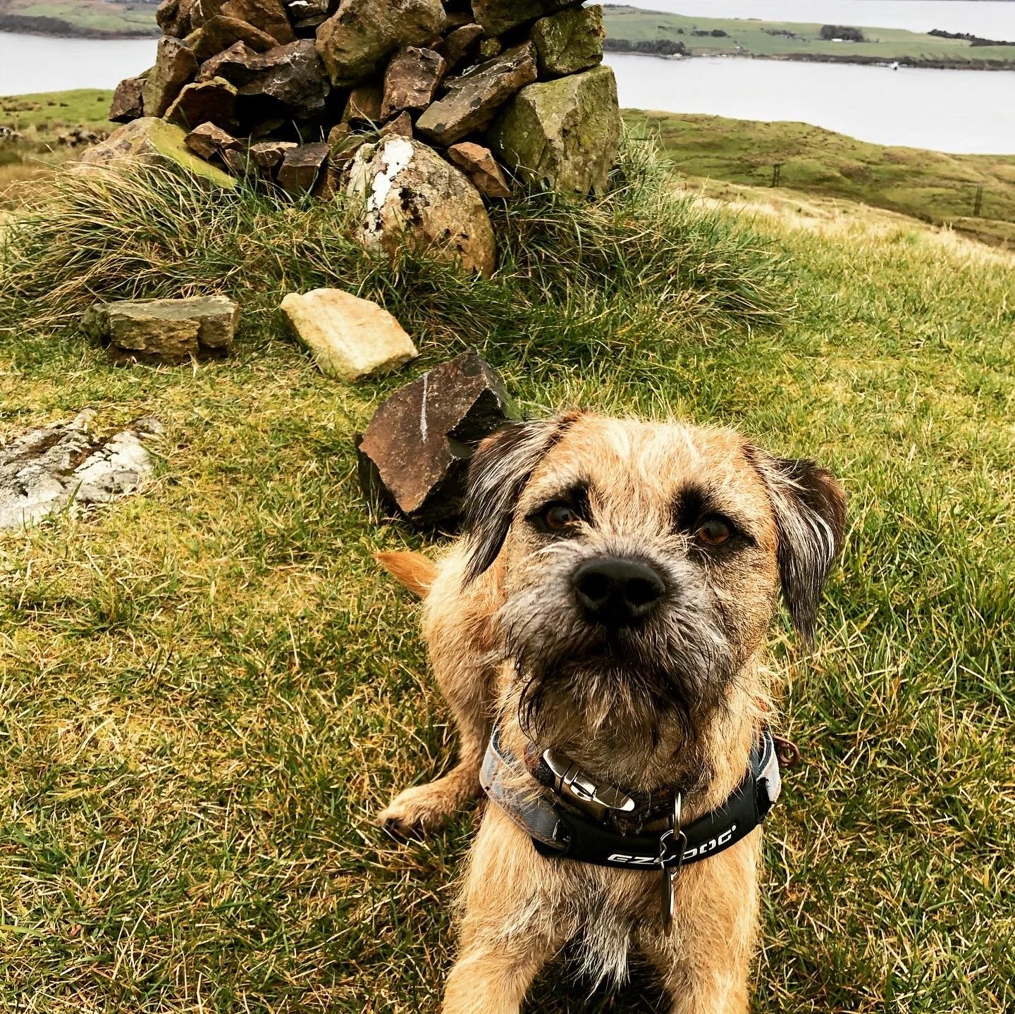 A small brown and black dog with a wiry coat and facial hair sitting on green grass, with a stone cairn and a body of water in the background.