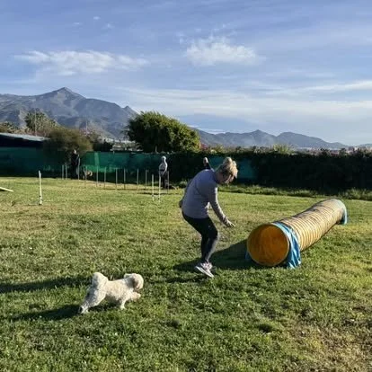 A woman and a dog in a grassy field with a mountain range in the background, playing near a yellow agility tunnel.