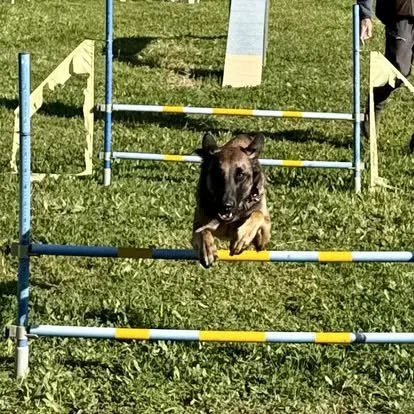 Dog jumping over agility hurdles during a training session on a grassy field.