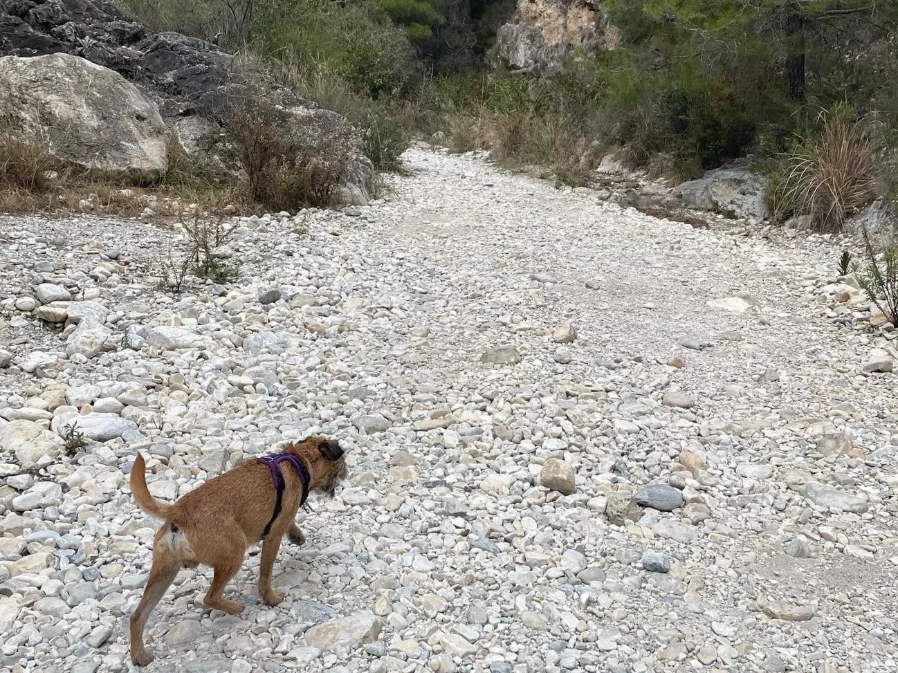 A small brown dog wearing a purple harness walking on a rocky dirt trail in a natural outdoor setting.