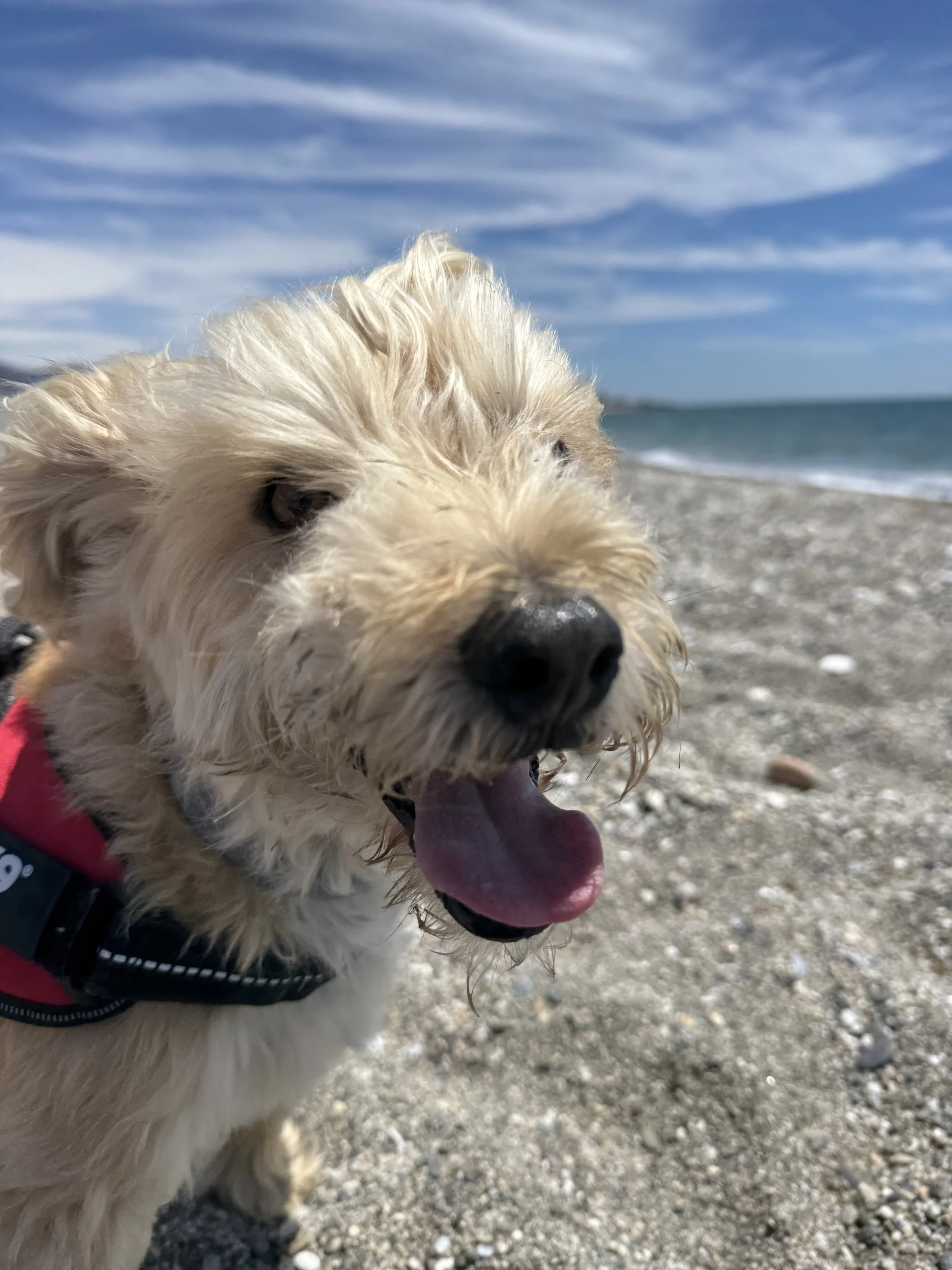 A close-up of a light-colored dog with a pink tongue, lying on a gravel beach with ocean waves and a partly cloudy sky in the background.