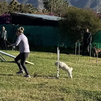A woman practicing dog agility with a white dog jumping through a hoop outdoors on a grassy field.