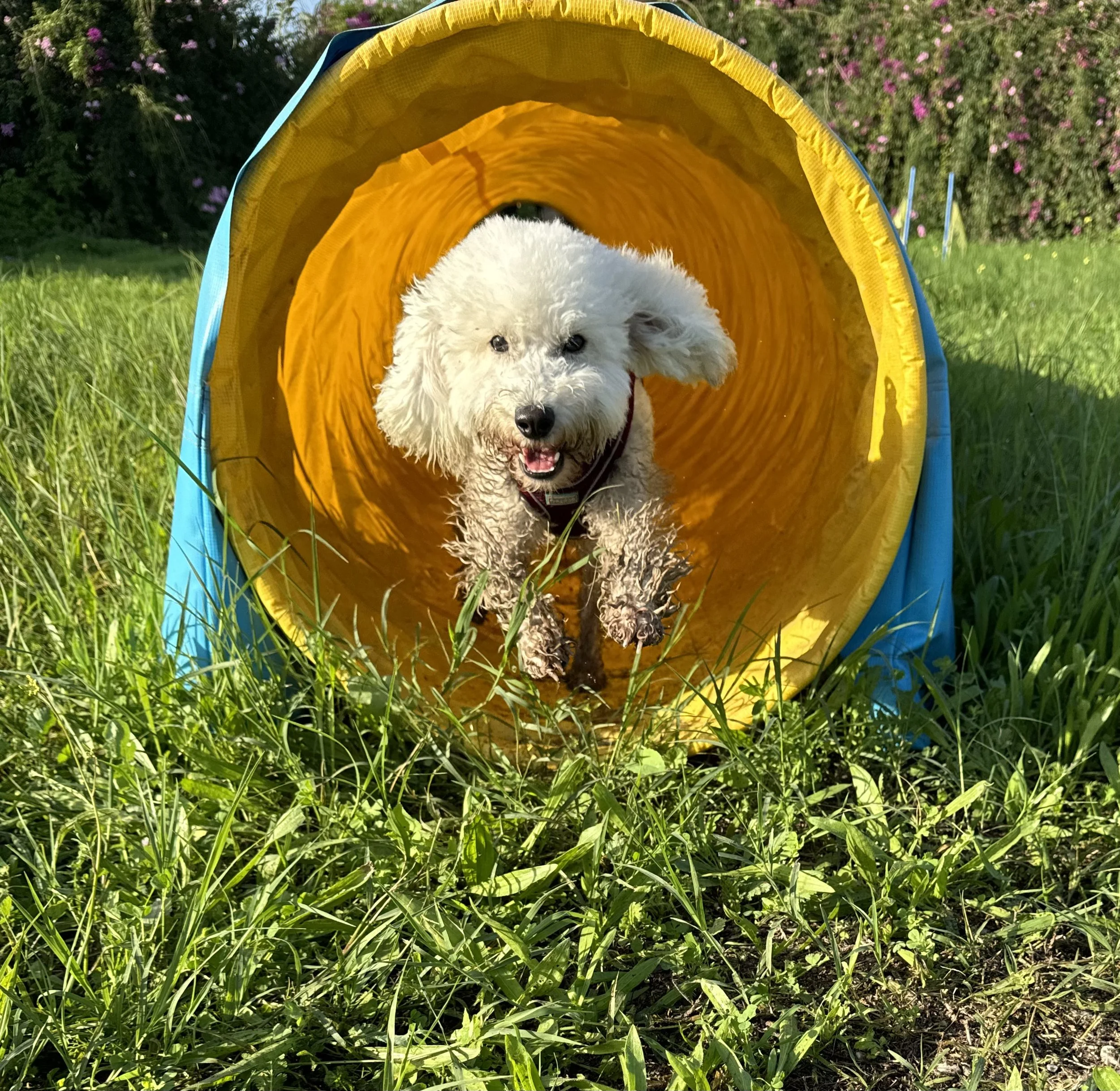 A small white dog with fluffy fur running through a bright orange and blue play tunnel outdoors on green grass with pink and purple flowers in the background.