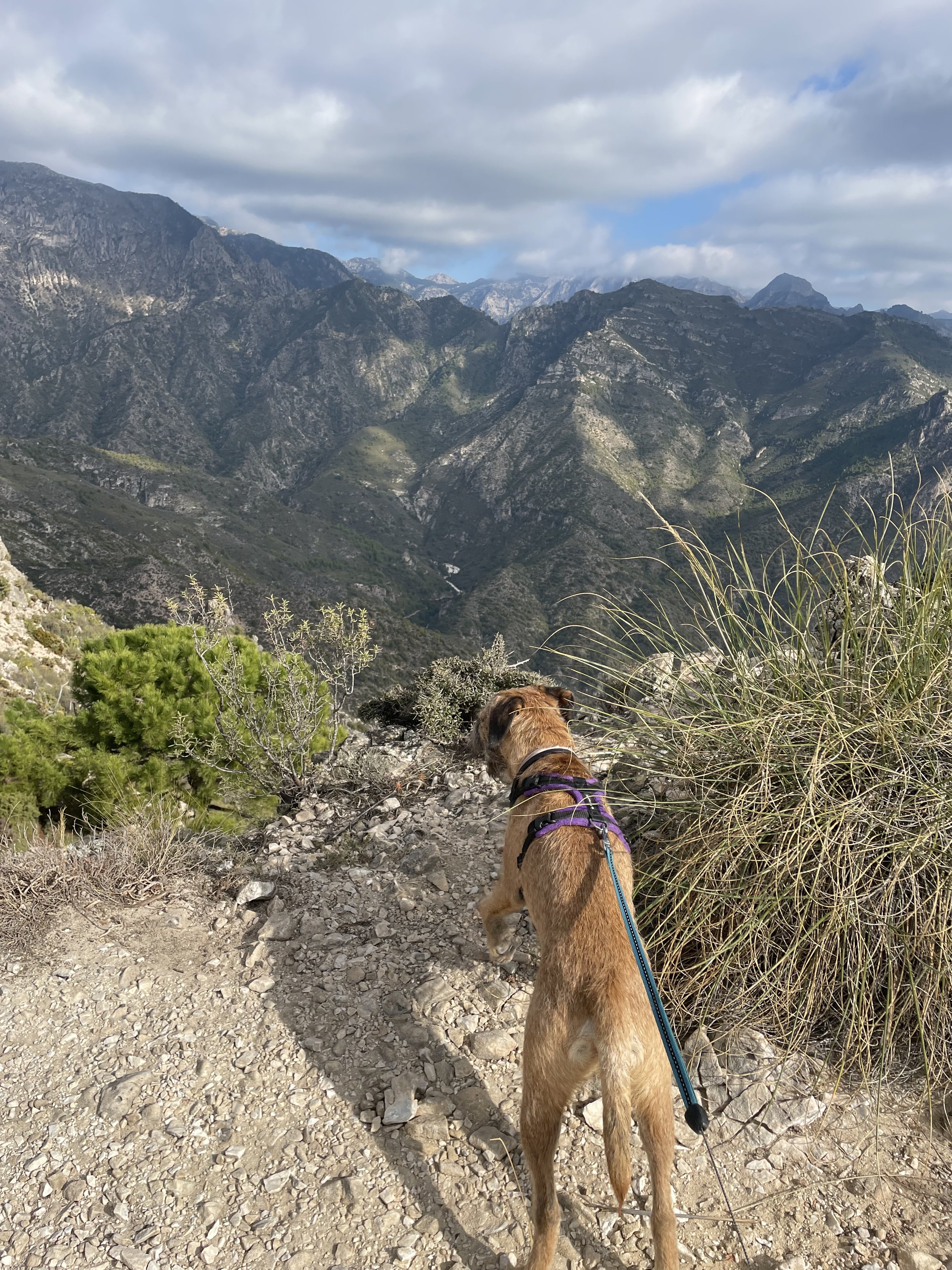 A dog with a purple harness and leash looking out over a mountainous landscape with rocky peaks, green valleys, and cloudy sky.