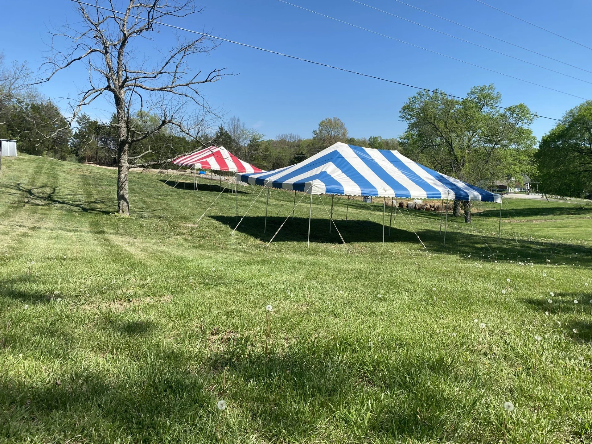 A grassy field with two striped tents, one red and white and the other blue and white, set up in a rural area with trees and a clear blue sky.