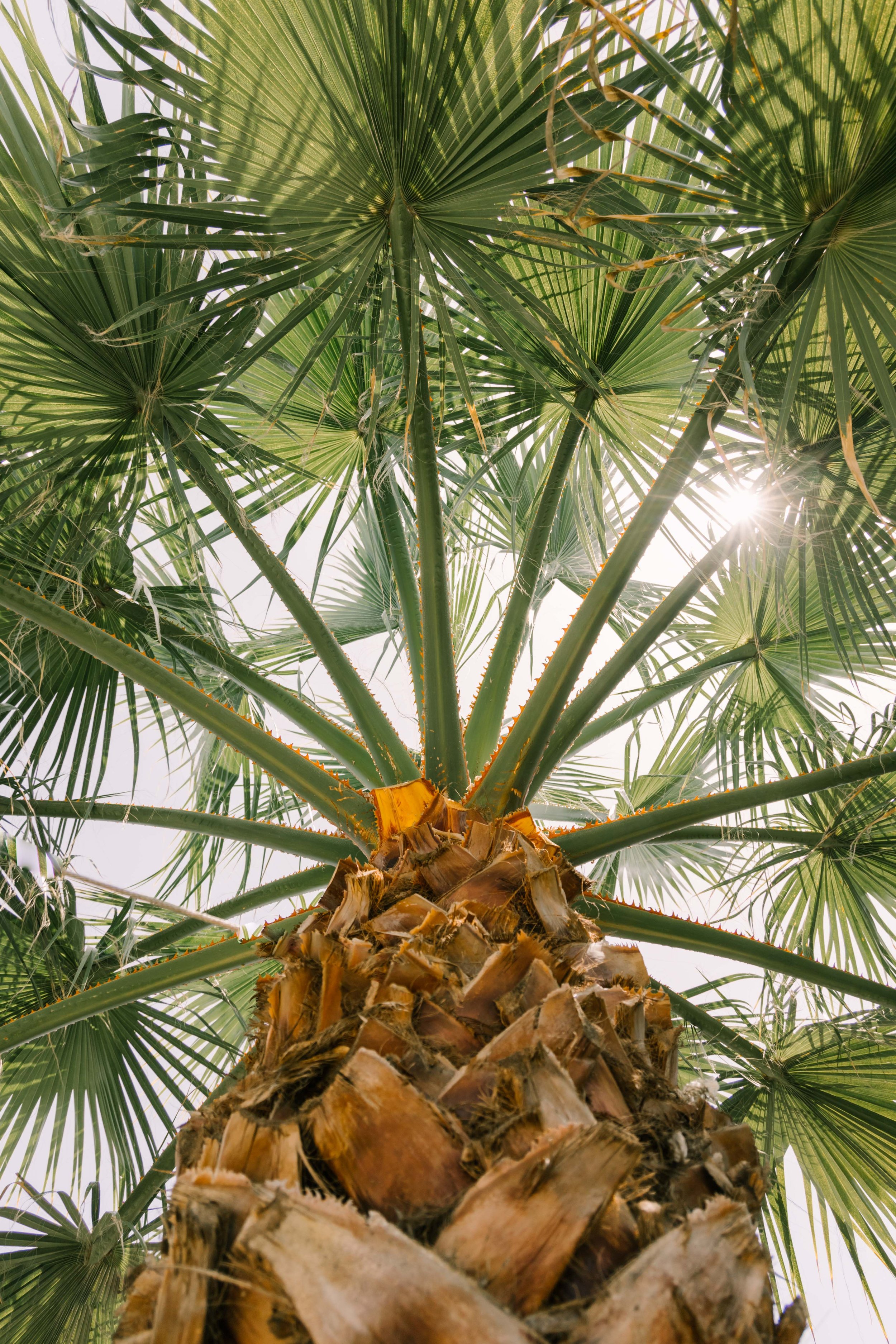 Looking up at a palm tree with large green fan-shaped leaves and a rough textured trunk, sunlight shining through the leaves.