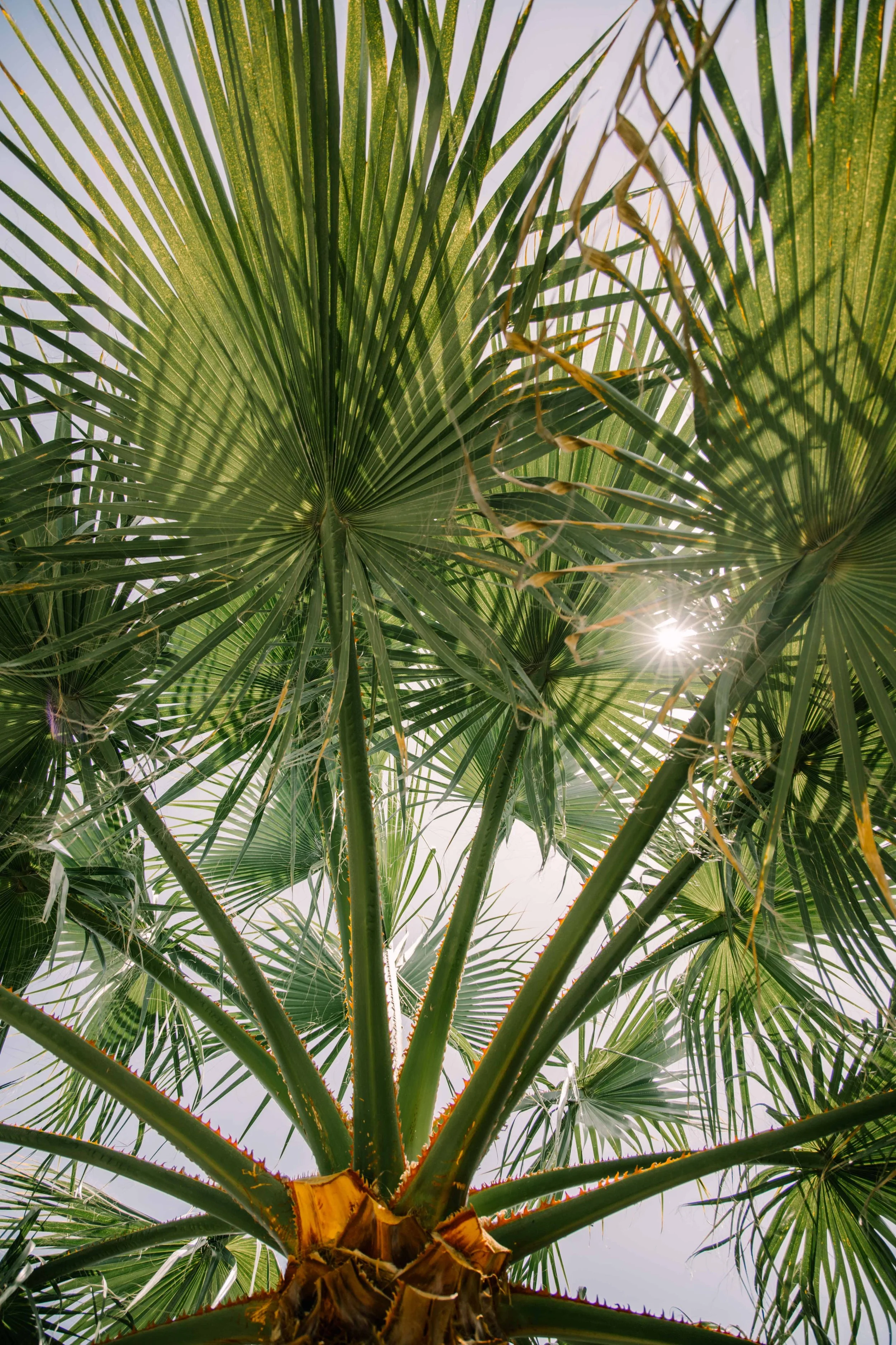Close-up view of a palm tree with large green fan-shaped leaves and sunlight shining through.