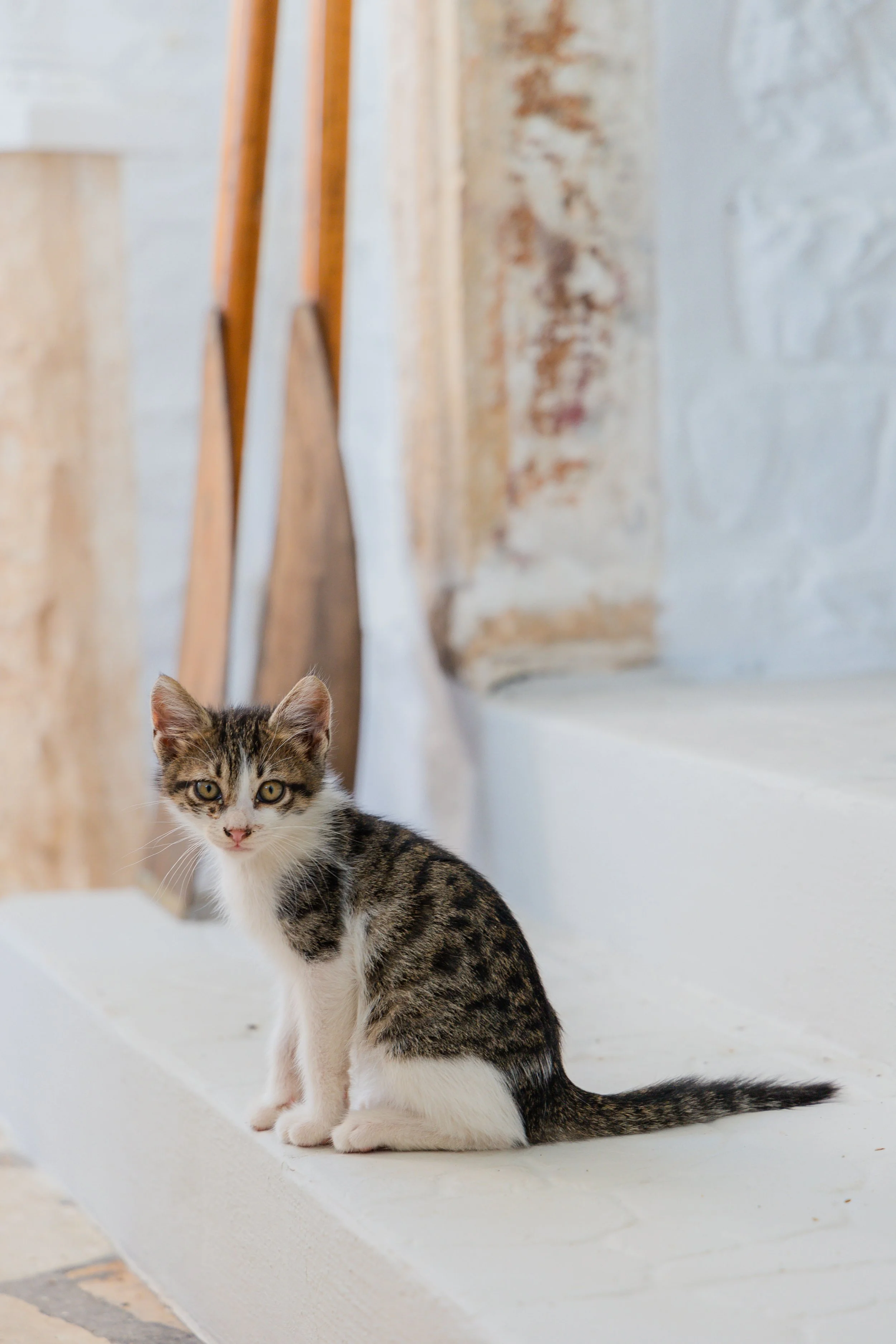 A young tabby and white kitten sitting on a white ledge with a rustic brick and plaster wall in the background.