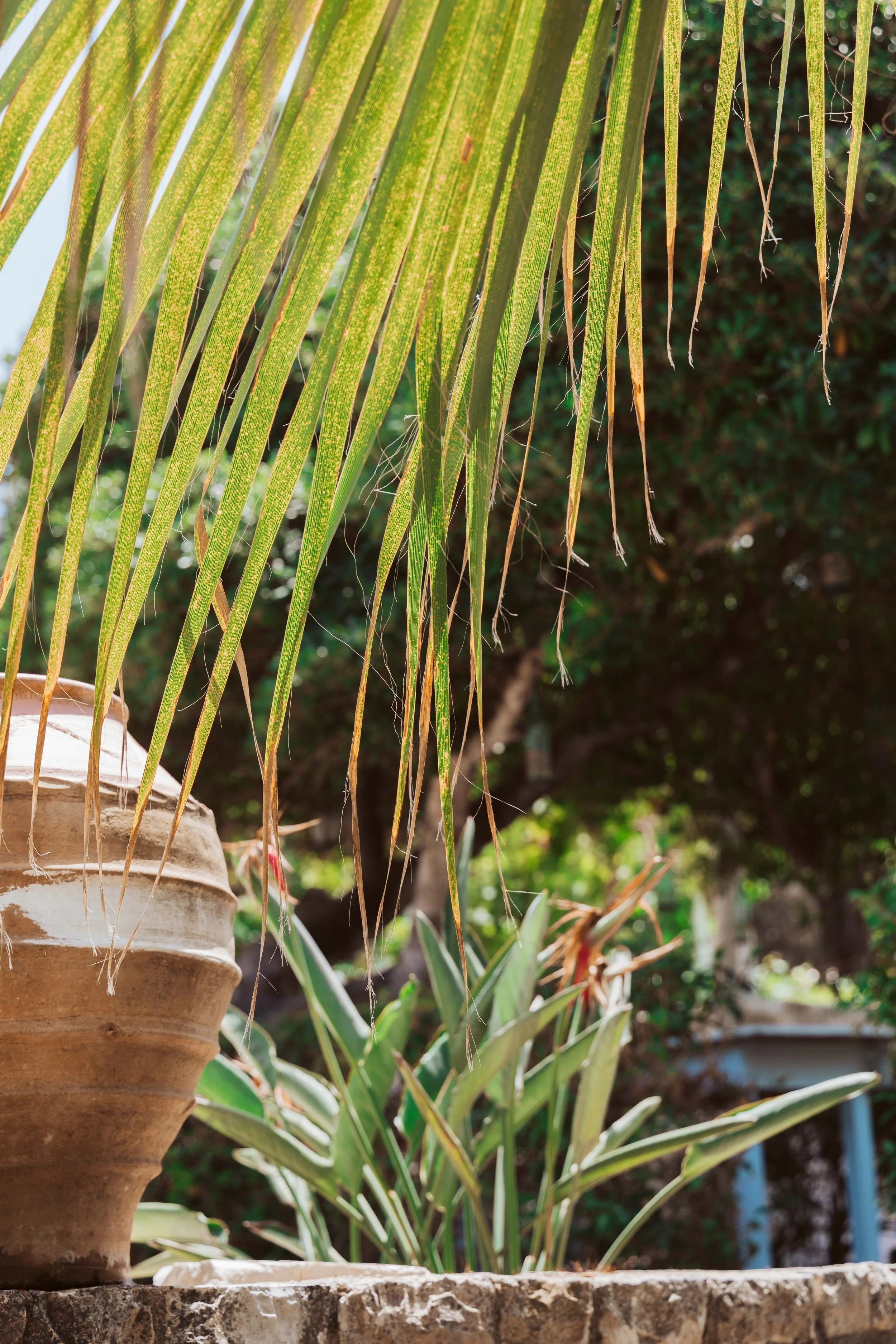 Close-up of a plant with long, slender, yellowish-green leaves hanging over a large clay pot outdoors, with a background of trees and greenery.