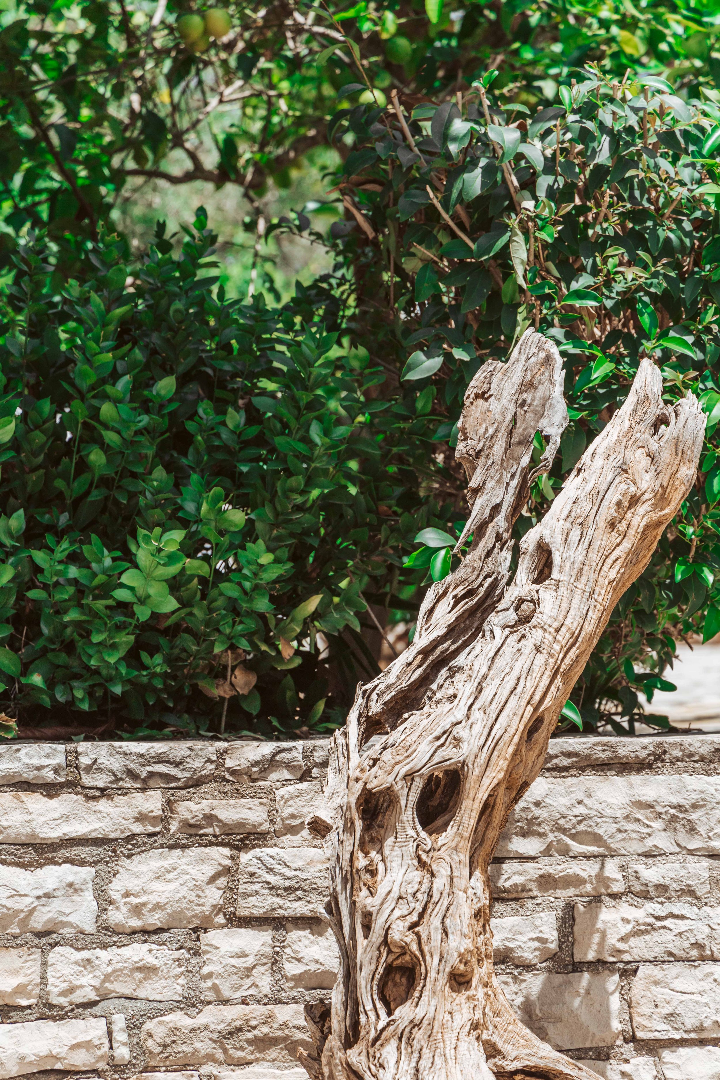 A weathered, twisted piece of driftwood standing upright in front of a stone wall, with green shrubbery and foliage in the background.